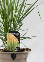 Calamagrostis 'Karl Forester'