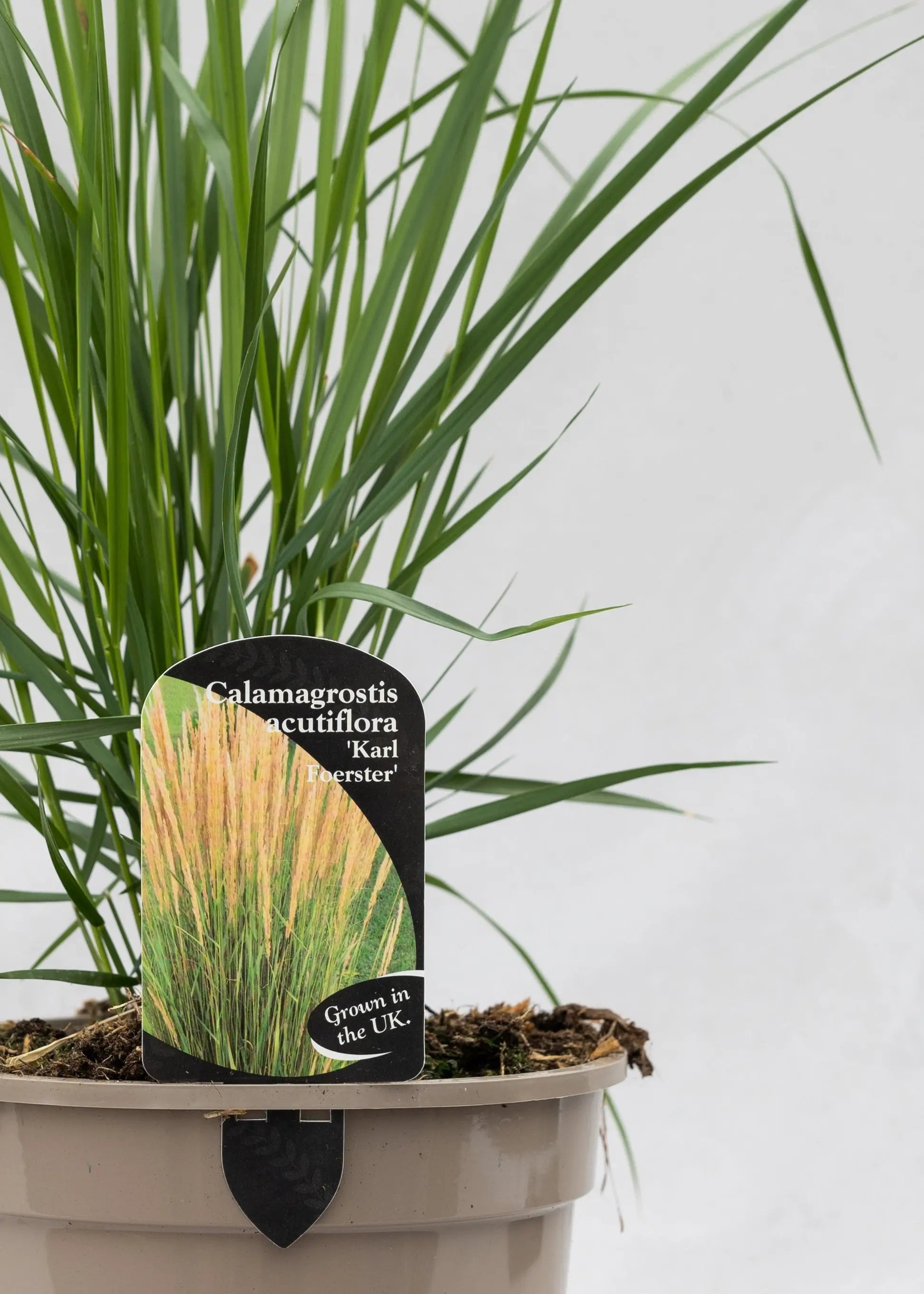 Calamagrostis 'Karl Forester'