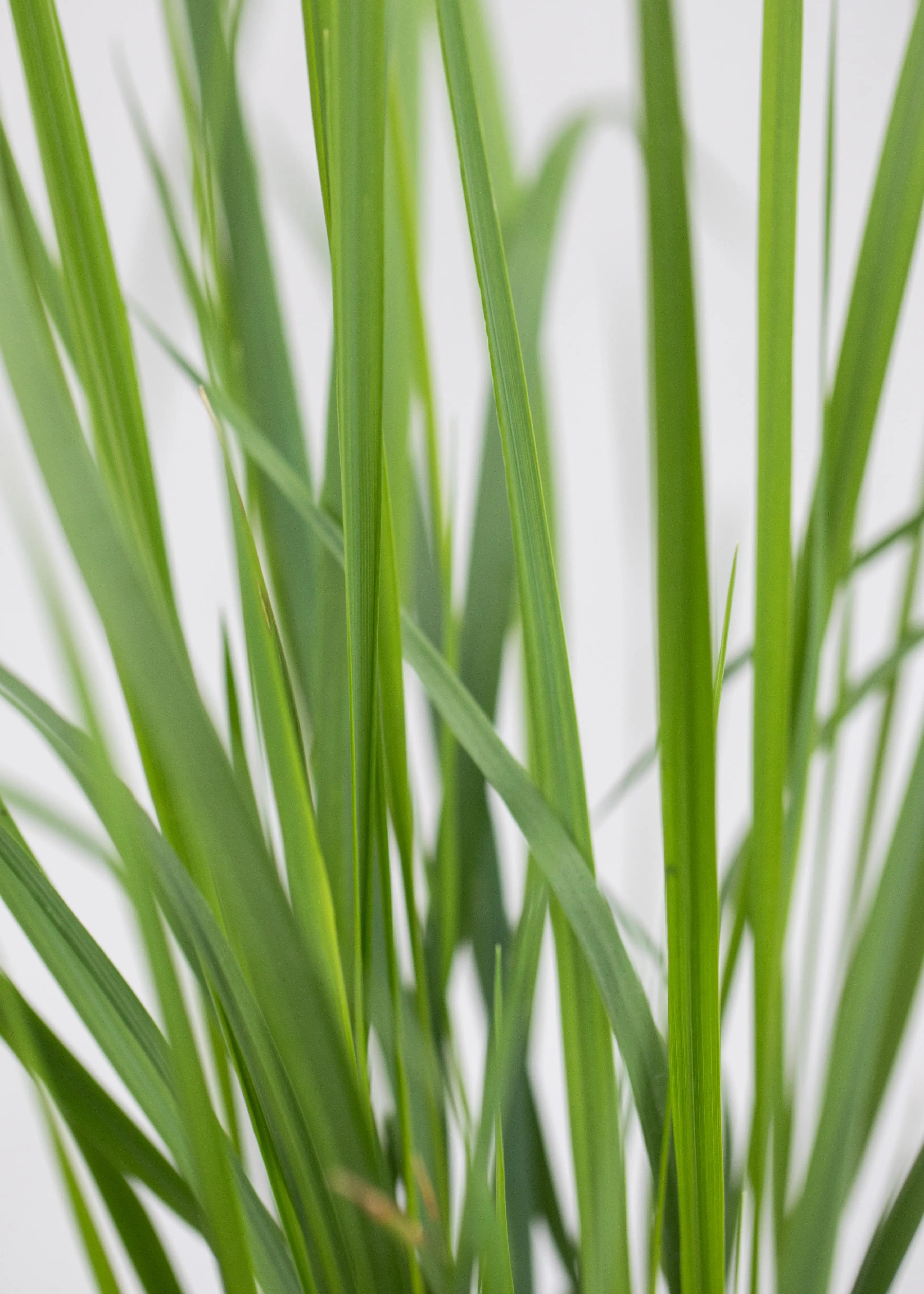 Calamagrostis 'Karl Forester'