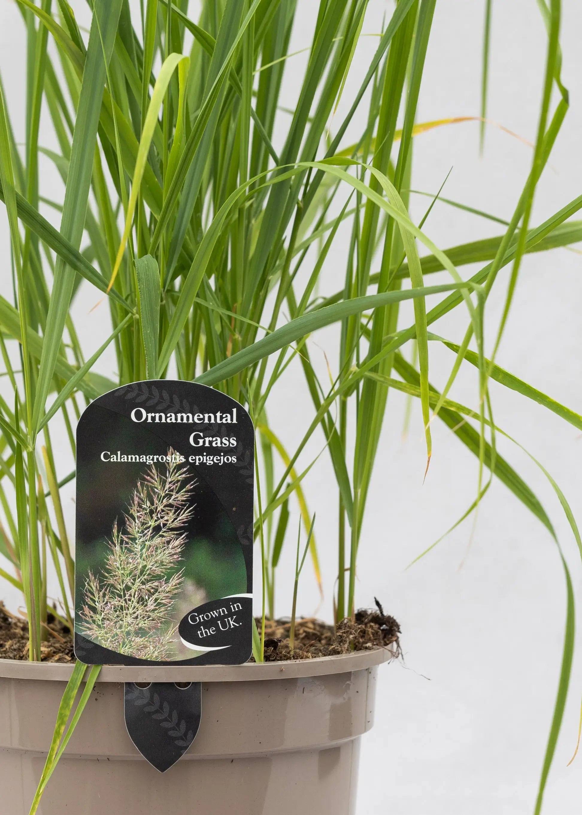 Calamagrostis epijegos