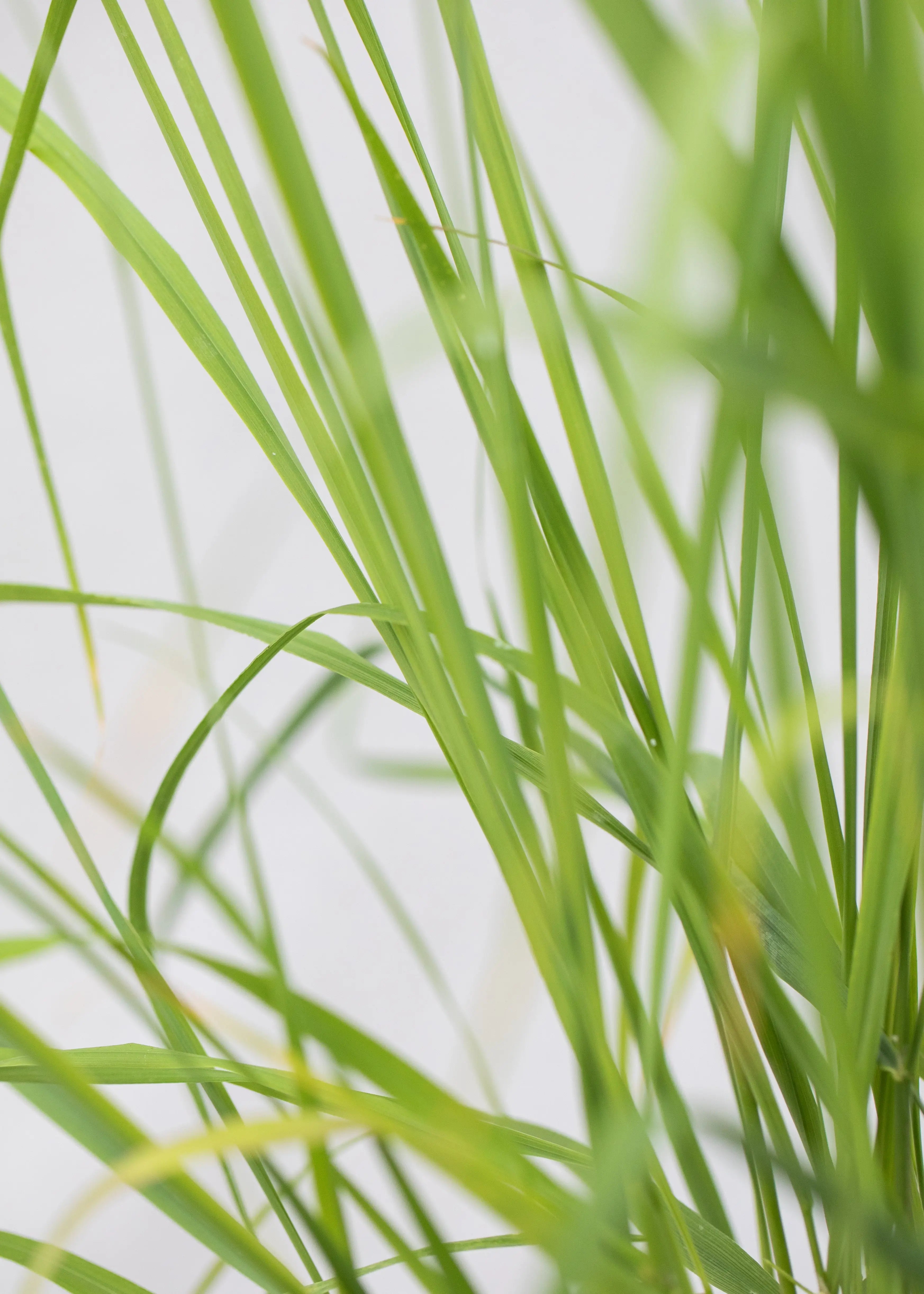 Calamagrostis epijegos
