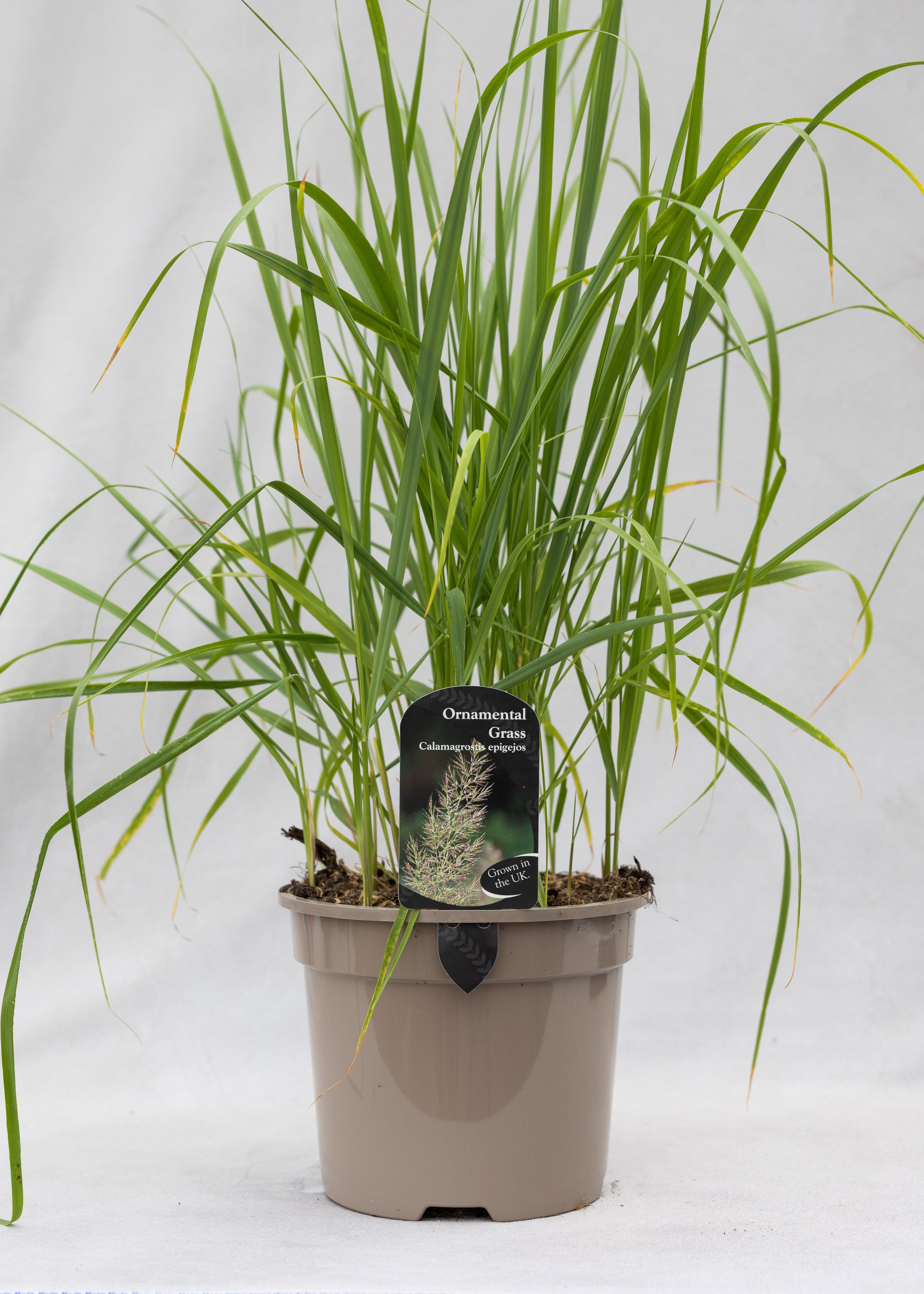 Calamagrostis epijegos
