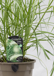 Pennisetum villosum