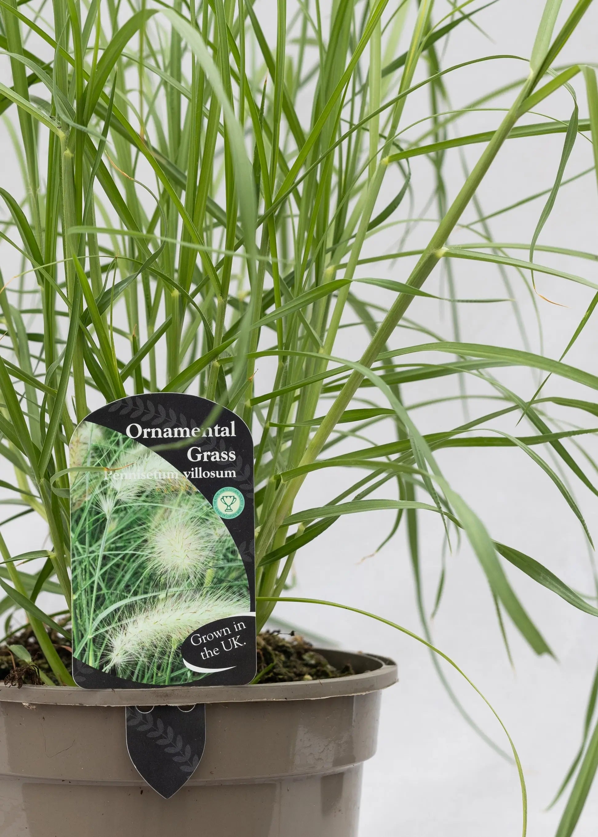 Pennisetum villosum