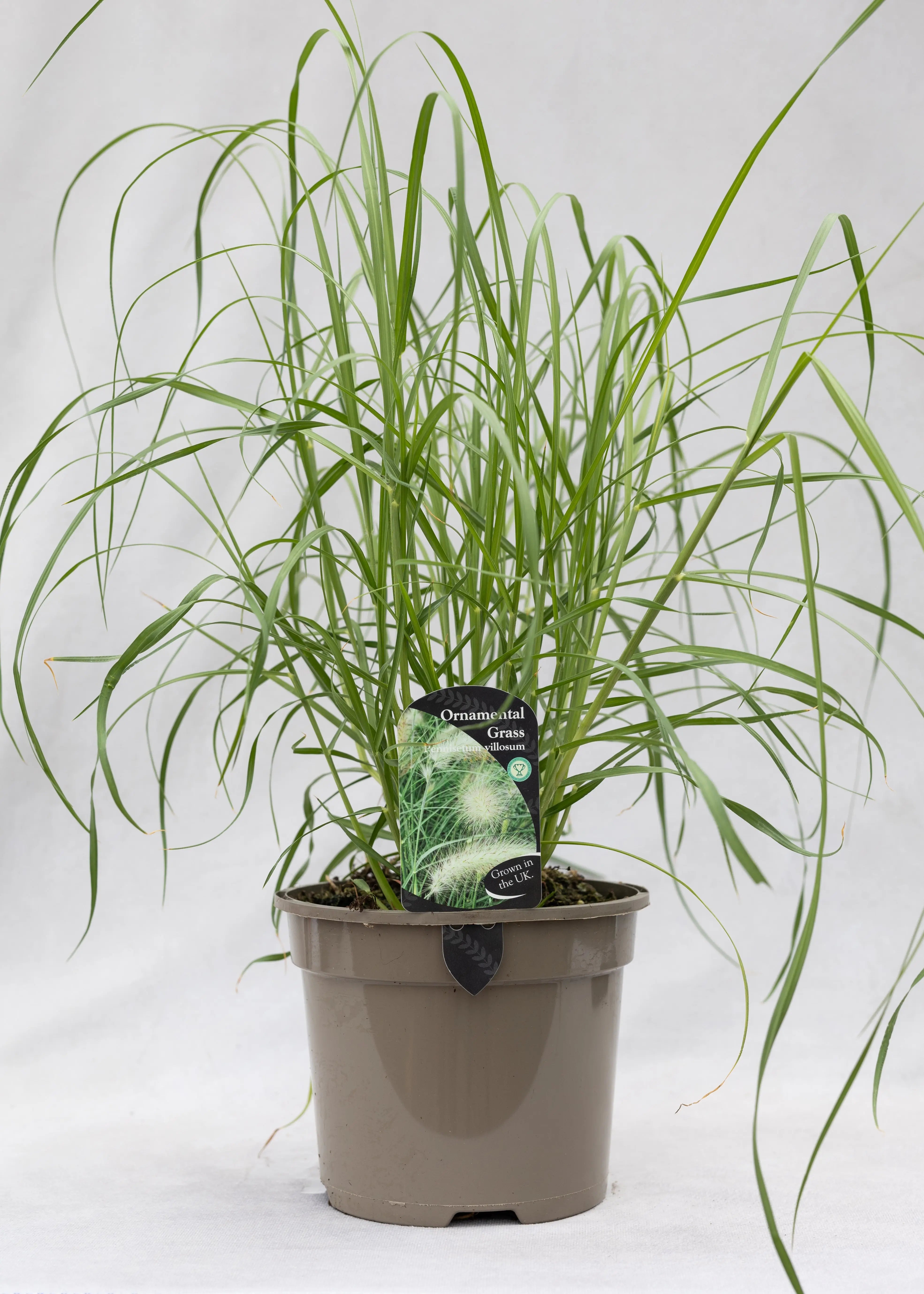Pennisetum villosum