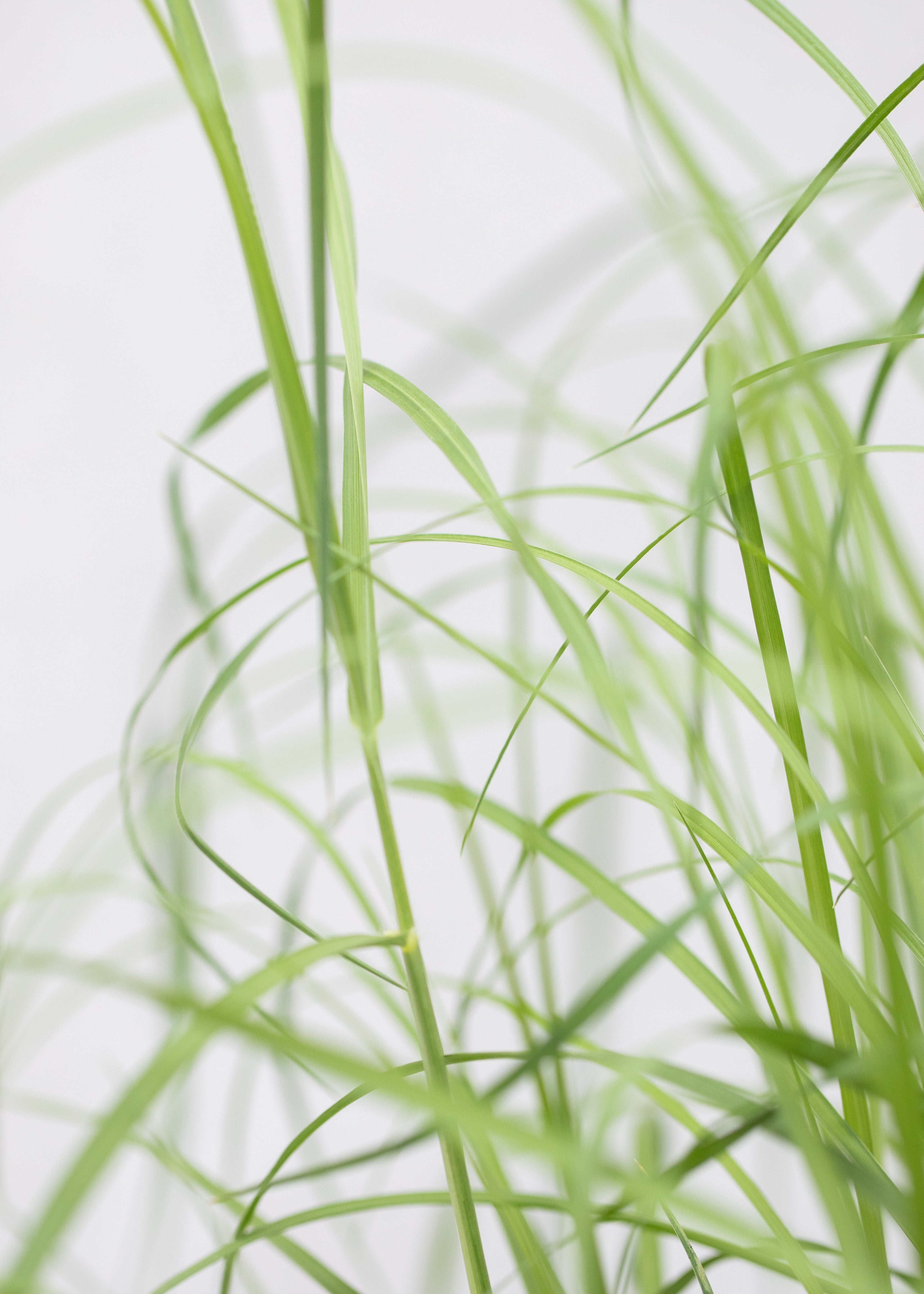 Pennisetum villosum