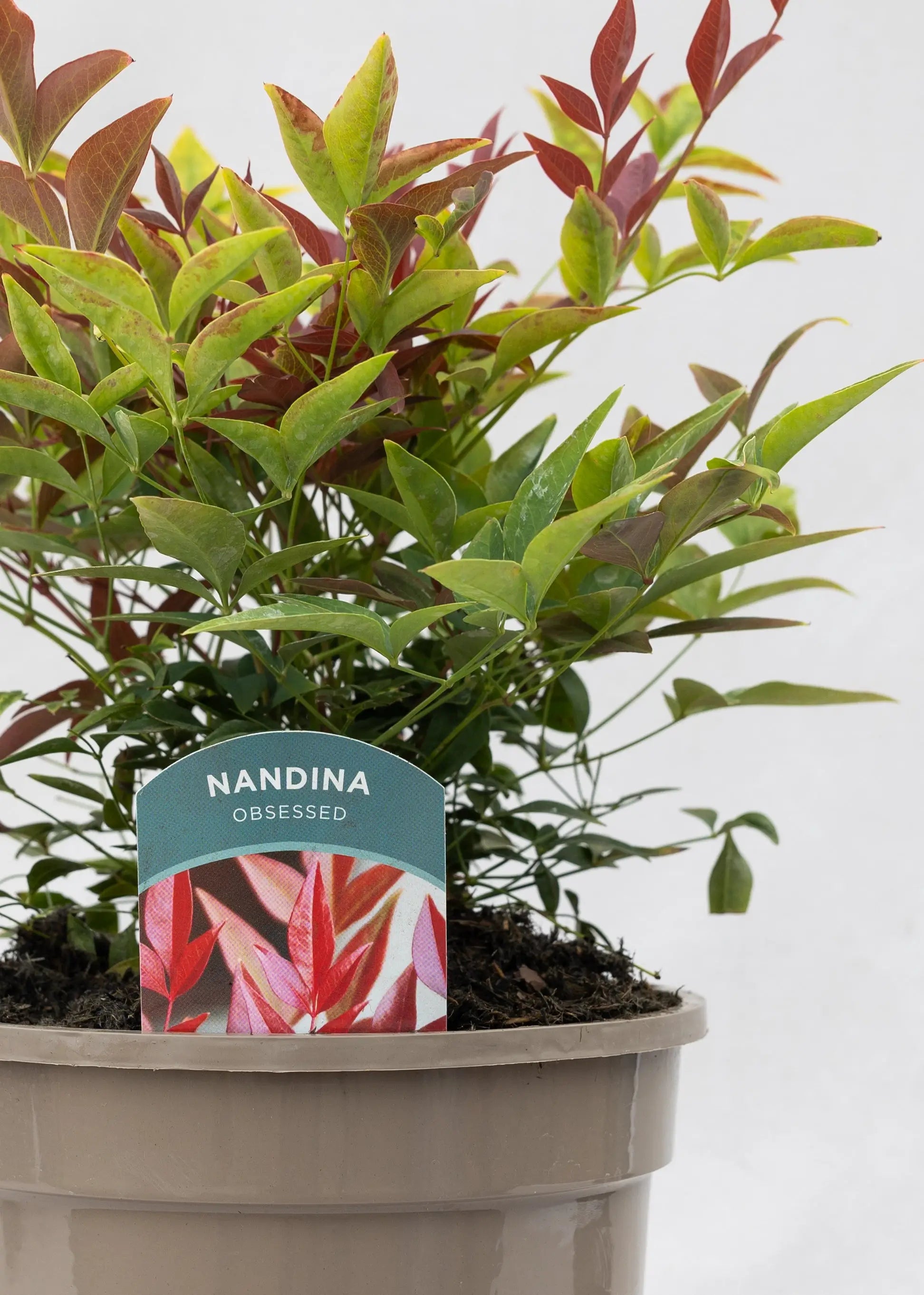 Nandina 'Obsessed'