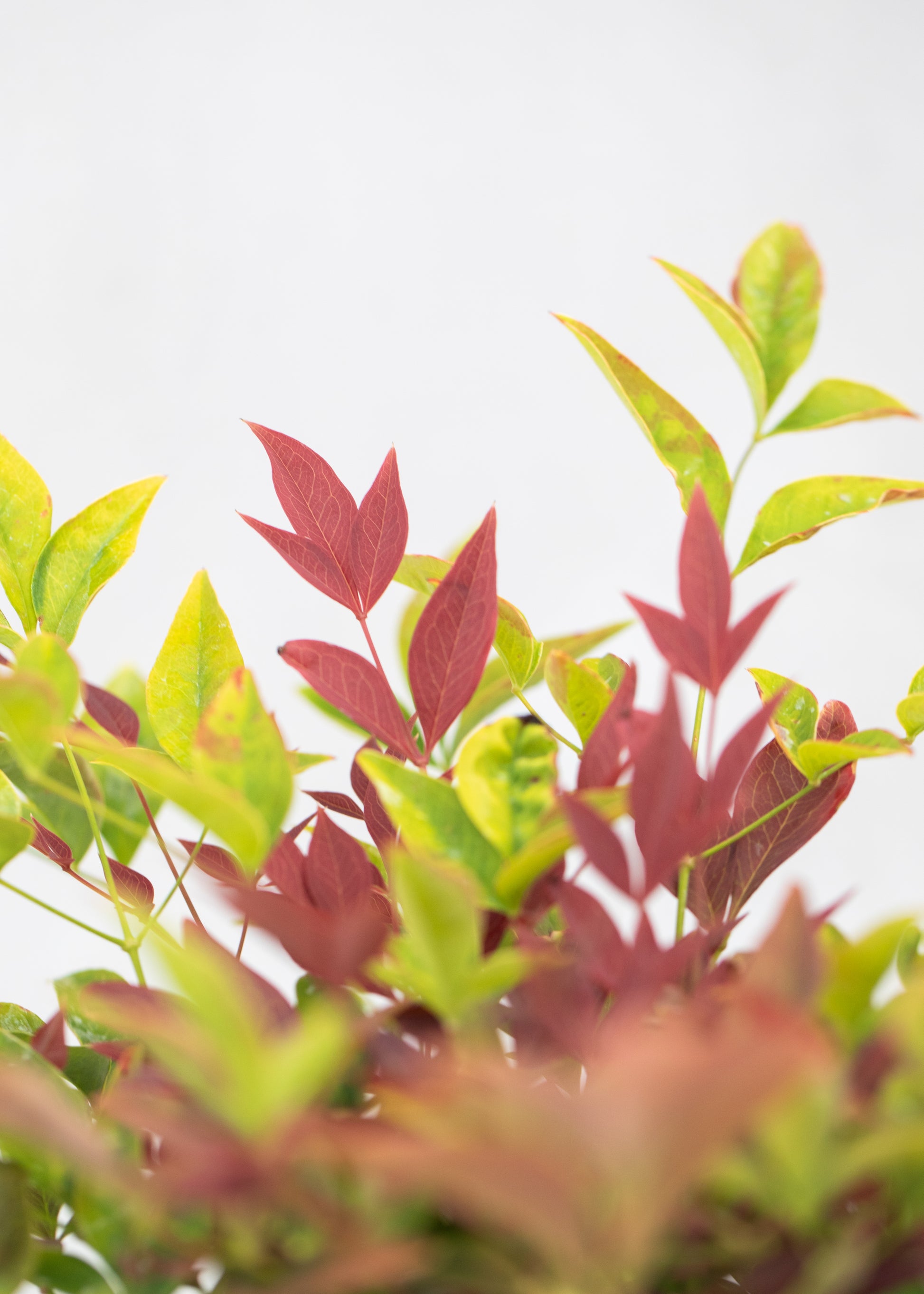 Nandina 'Obsessed'