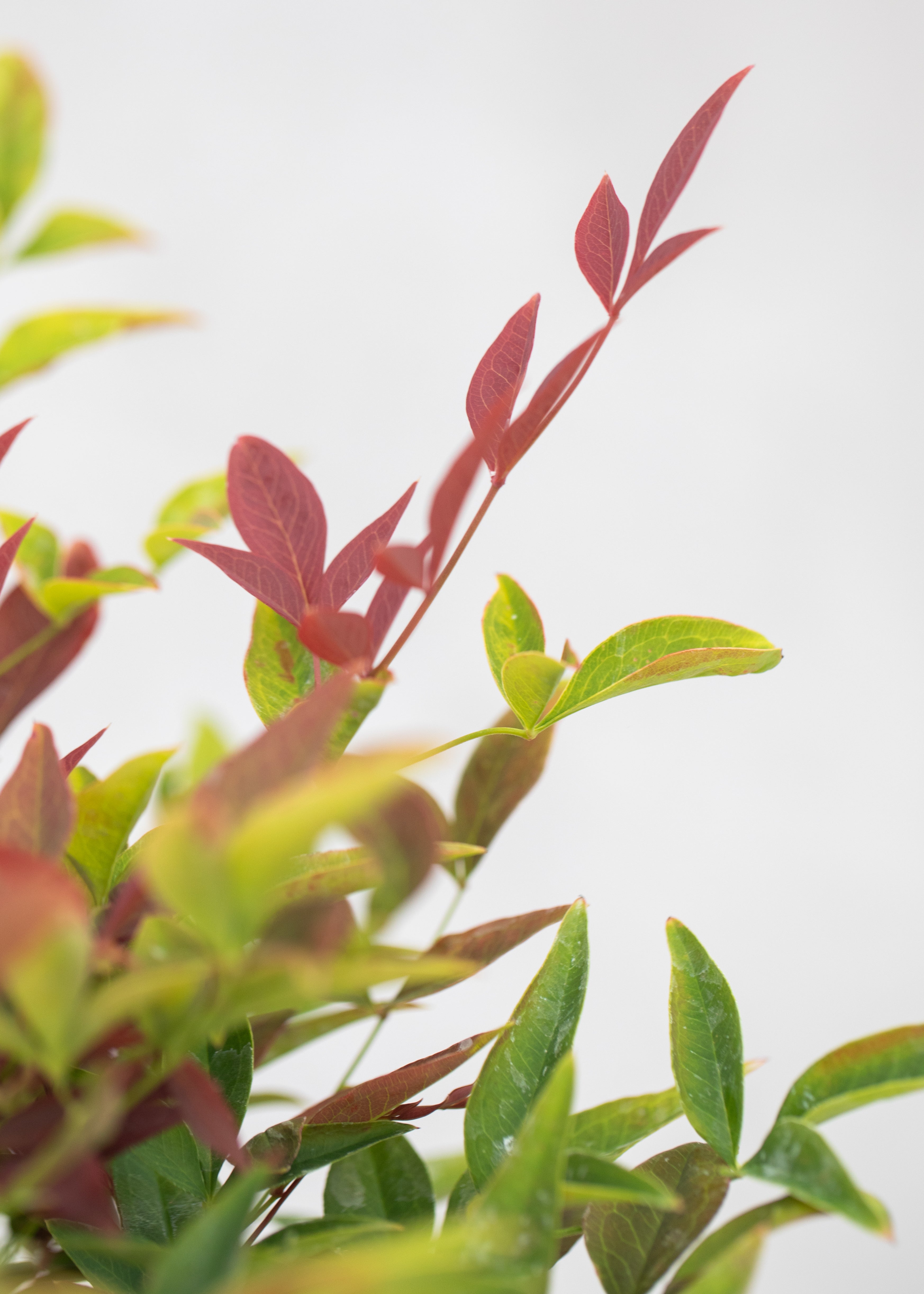 Nandina 'Obsessed'