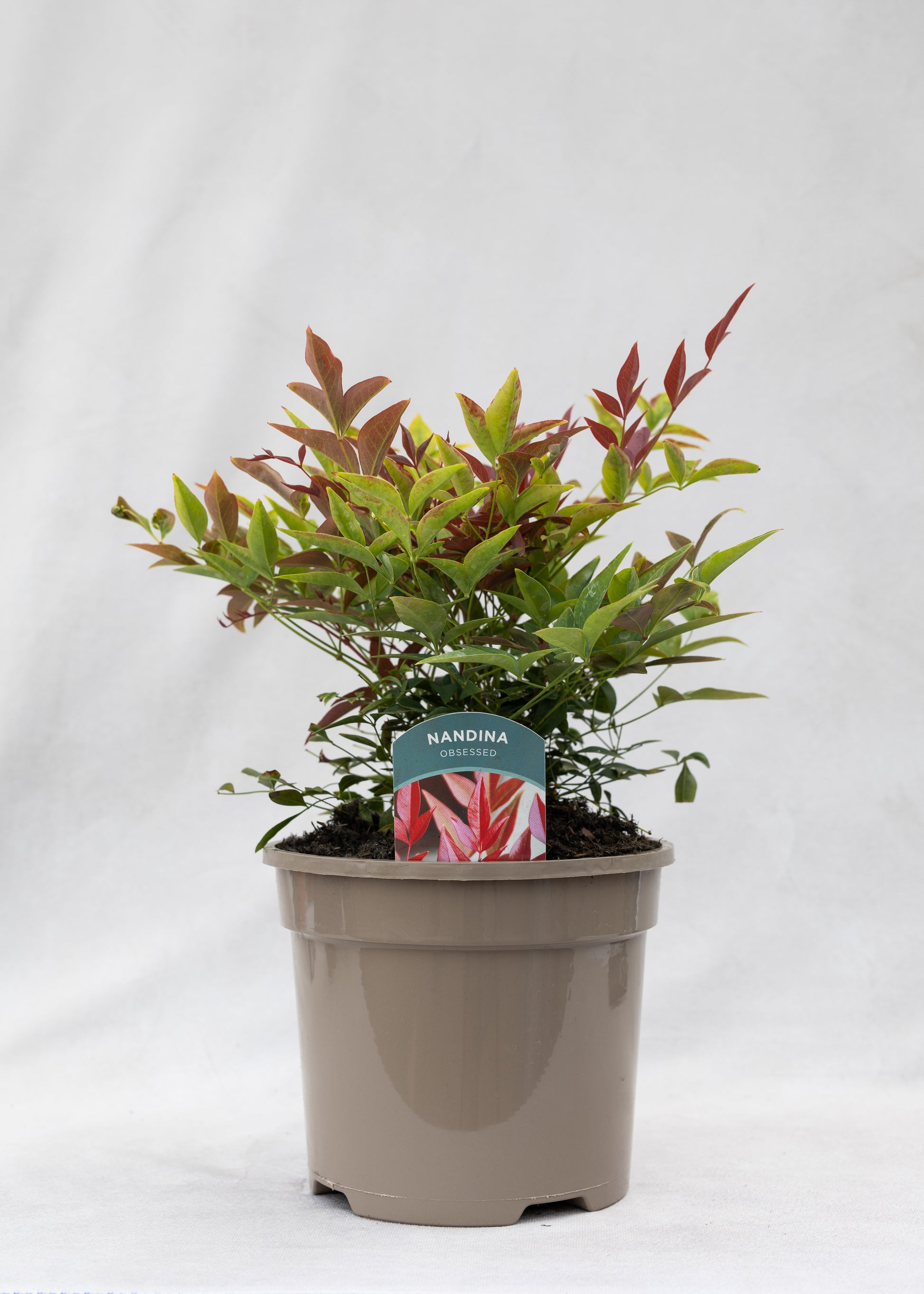 Nandina 'Obsessed'