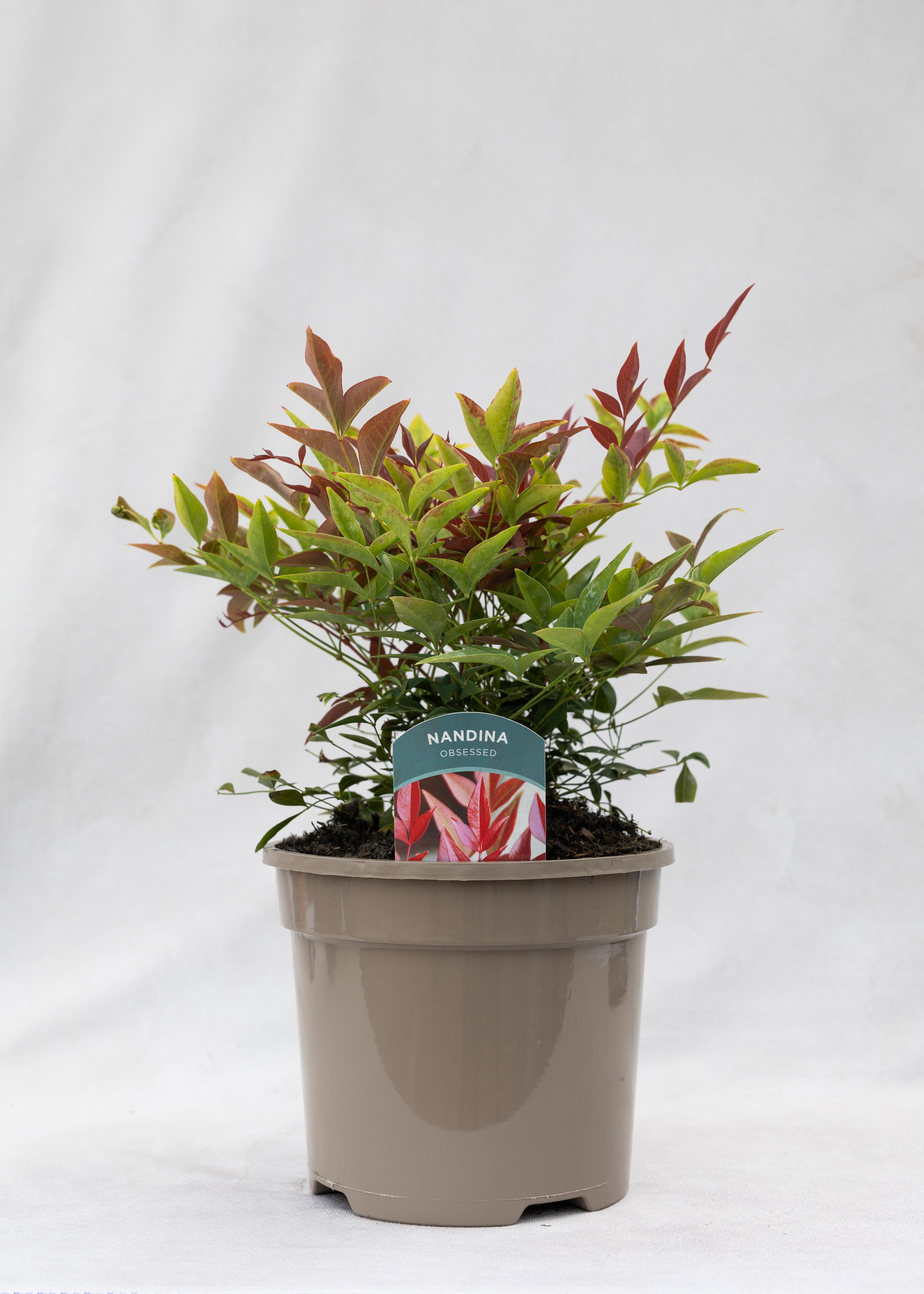 Nandina 'Obsessed'