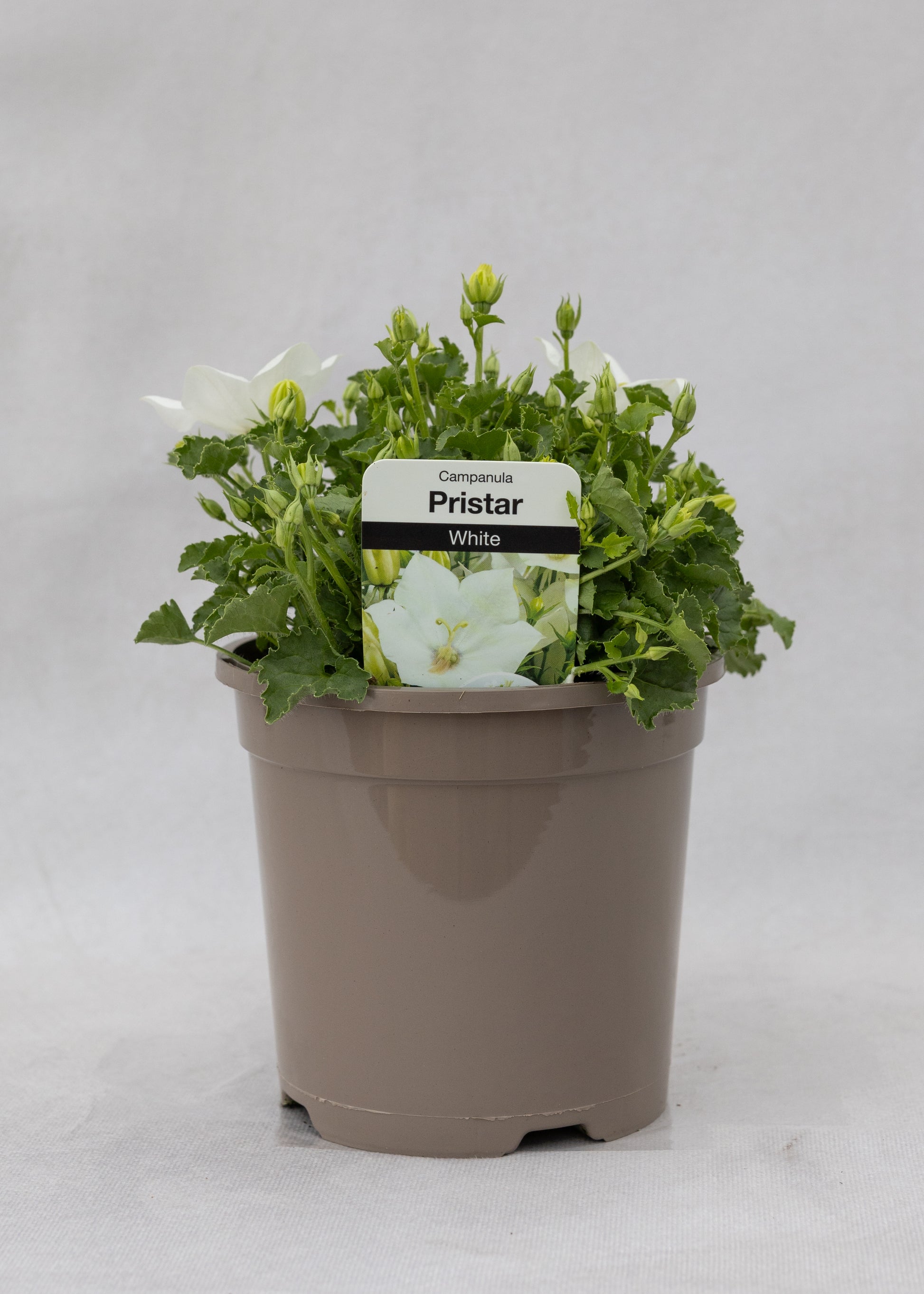 Campanula carpatica 'Pristar White'