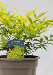 Nandina 'Magical Lemon & Lime'