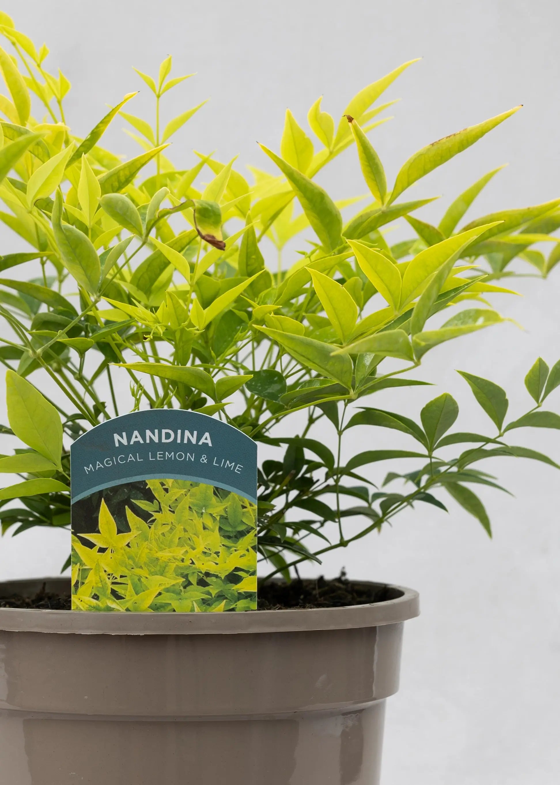 Nandina 'Magical Lemon & Lime'