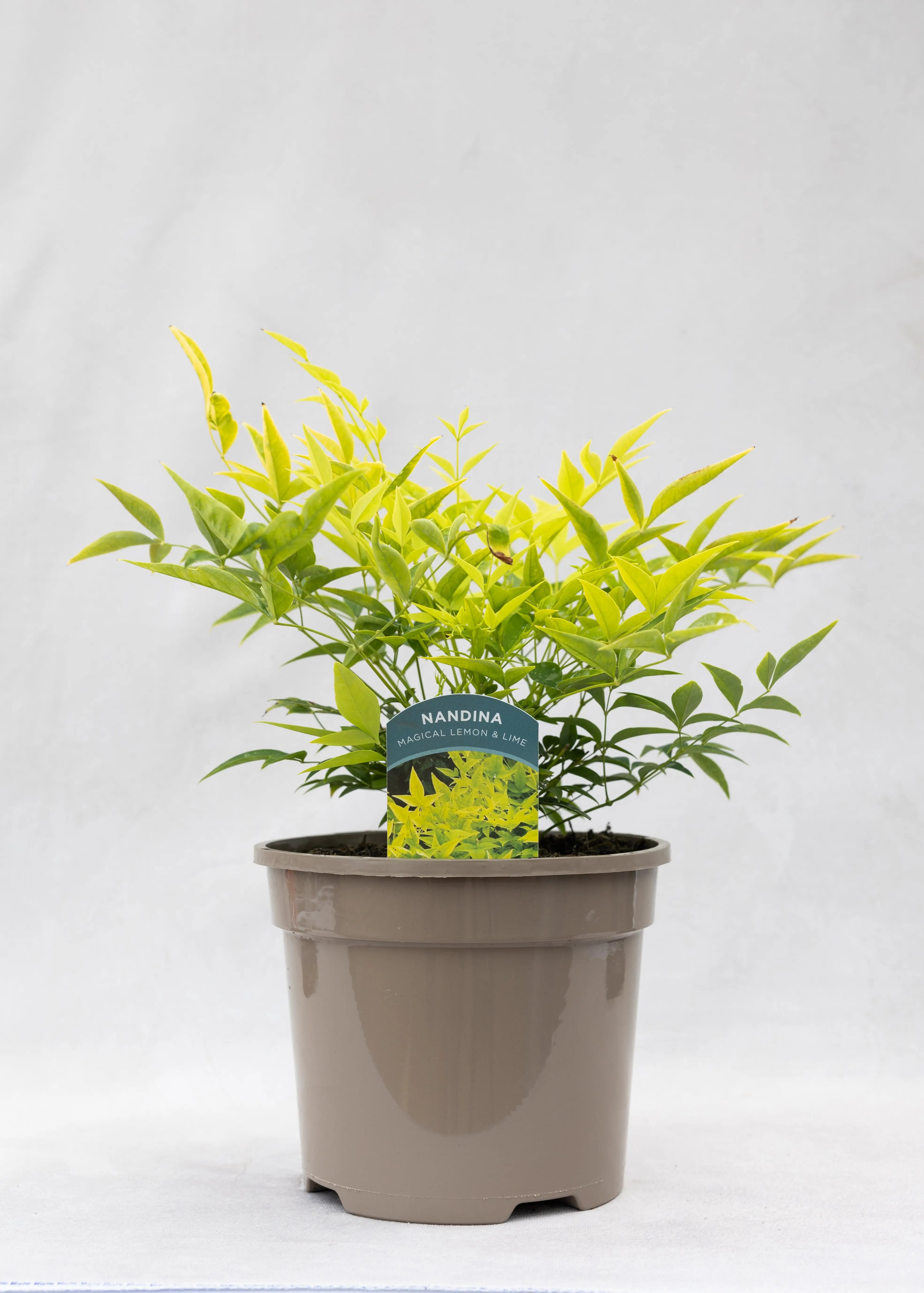 Nandina 'Magical Lemon & Lime'