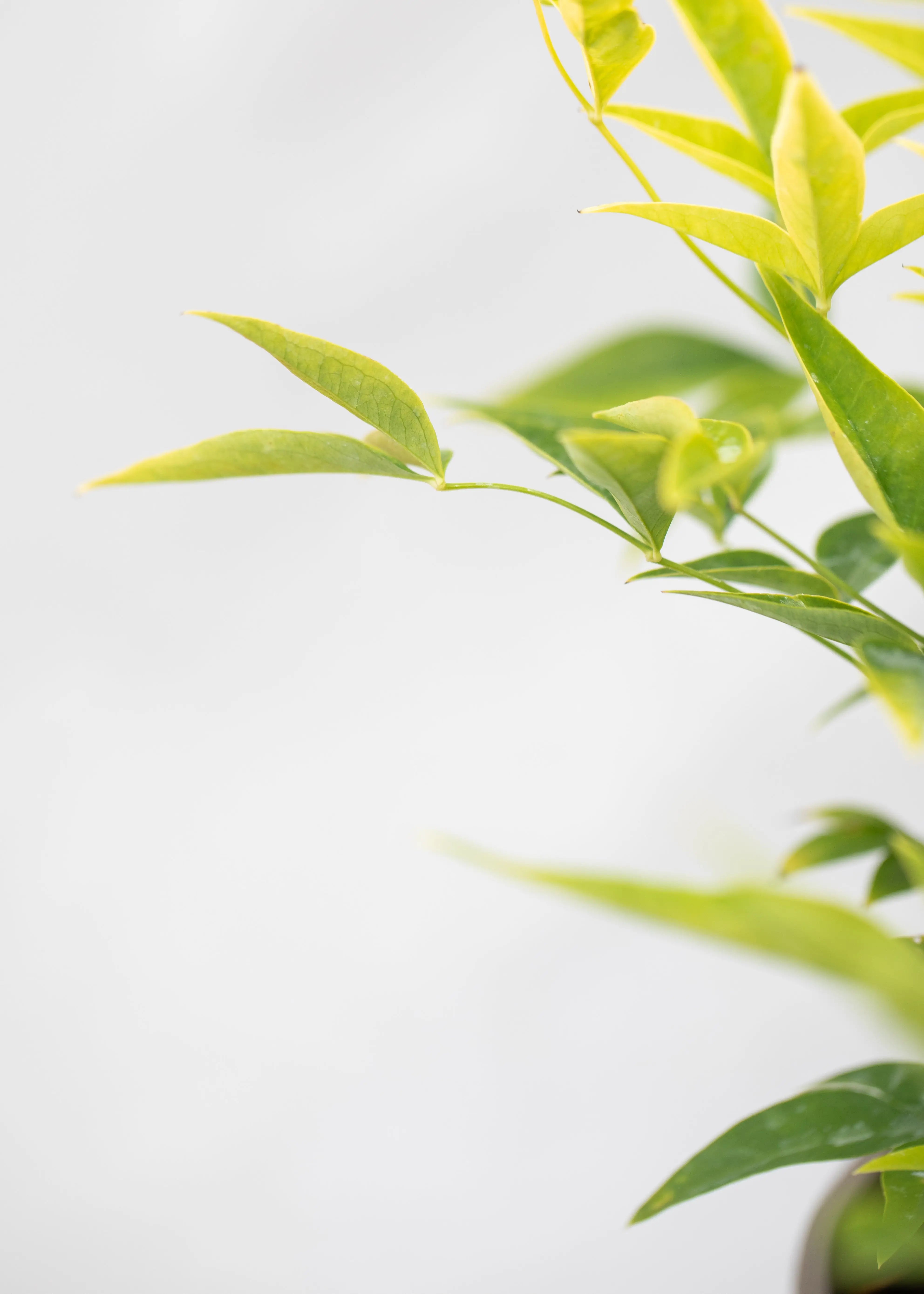Nandina 'Magical Lemon & Lime'