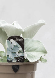 Senecio 'Angel Wings'