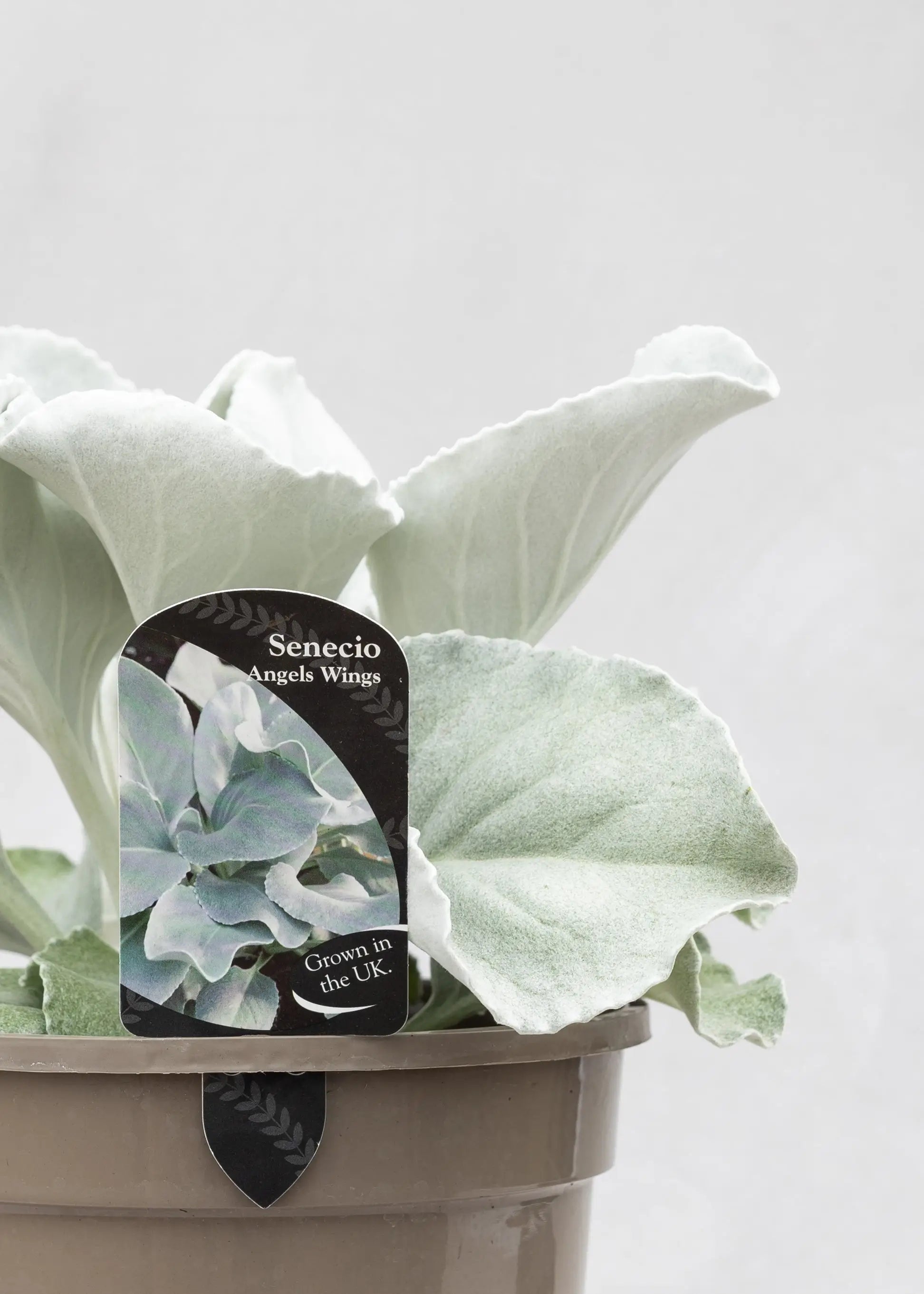 Senecio 'Angel Wings'