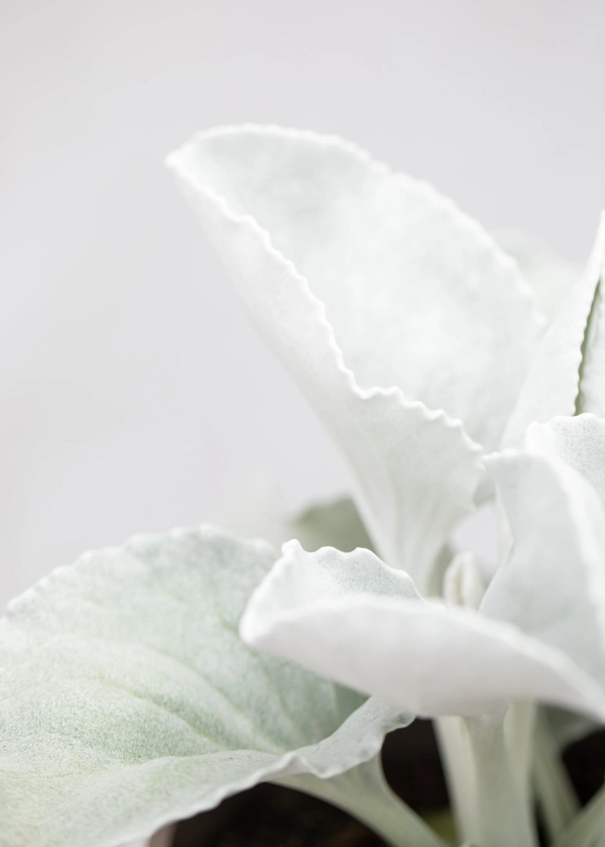 Senecio 'Angel Wings'