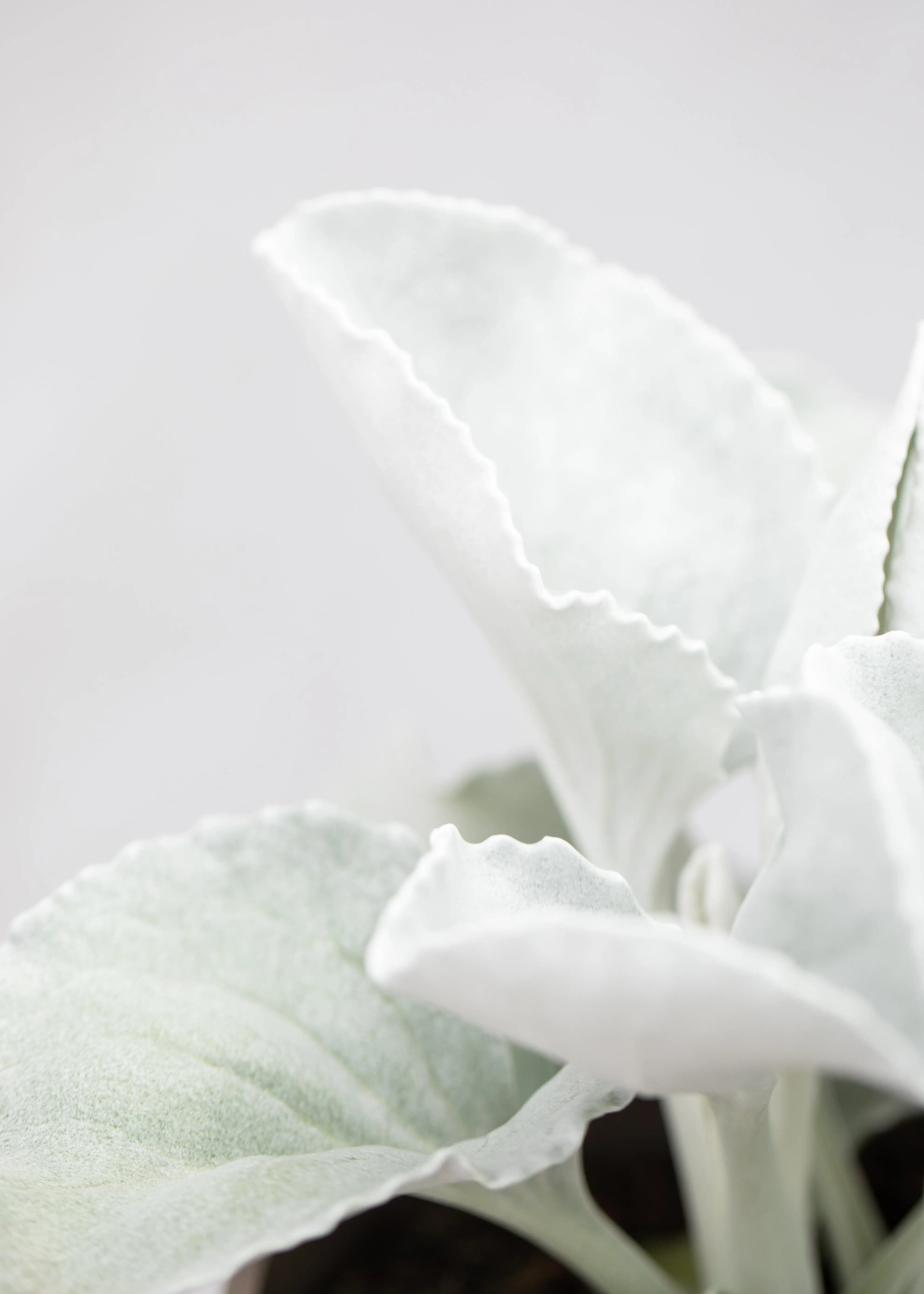 Senecio 'Angel Wings'