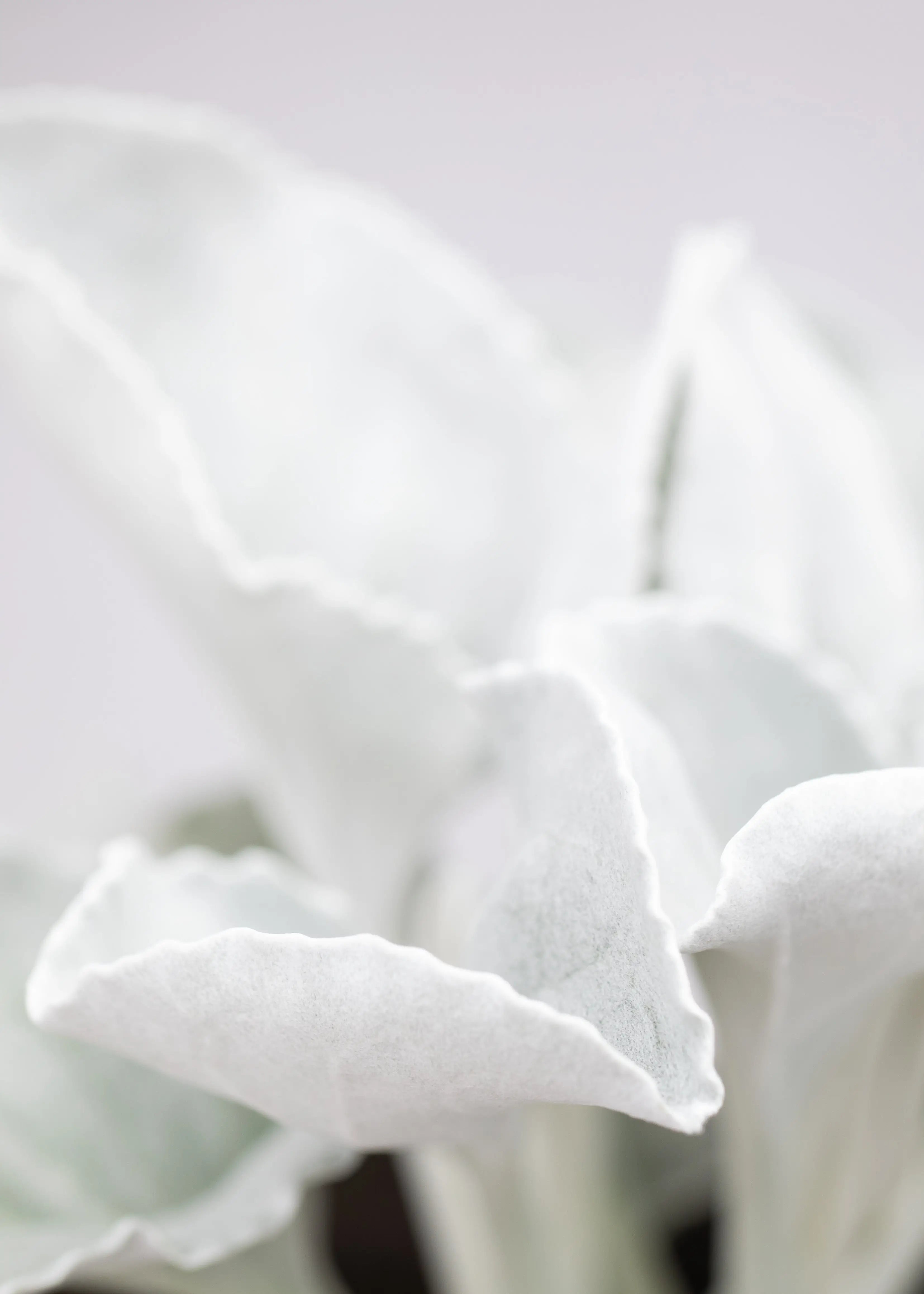 Senecio 'Angel Wings'