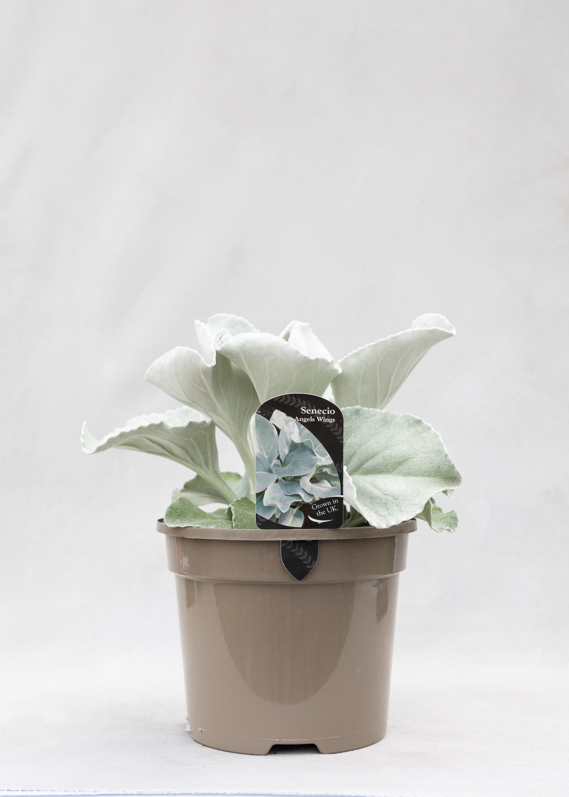 Senecio 'Angel Wings'