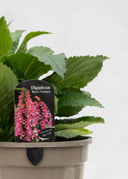 Digiplexis 'Berry Canary'