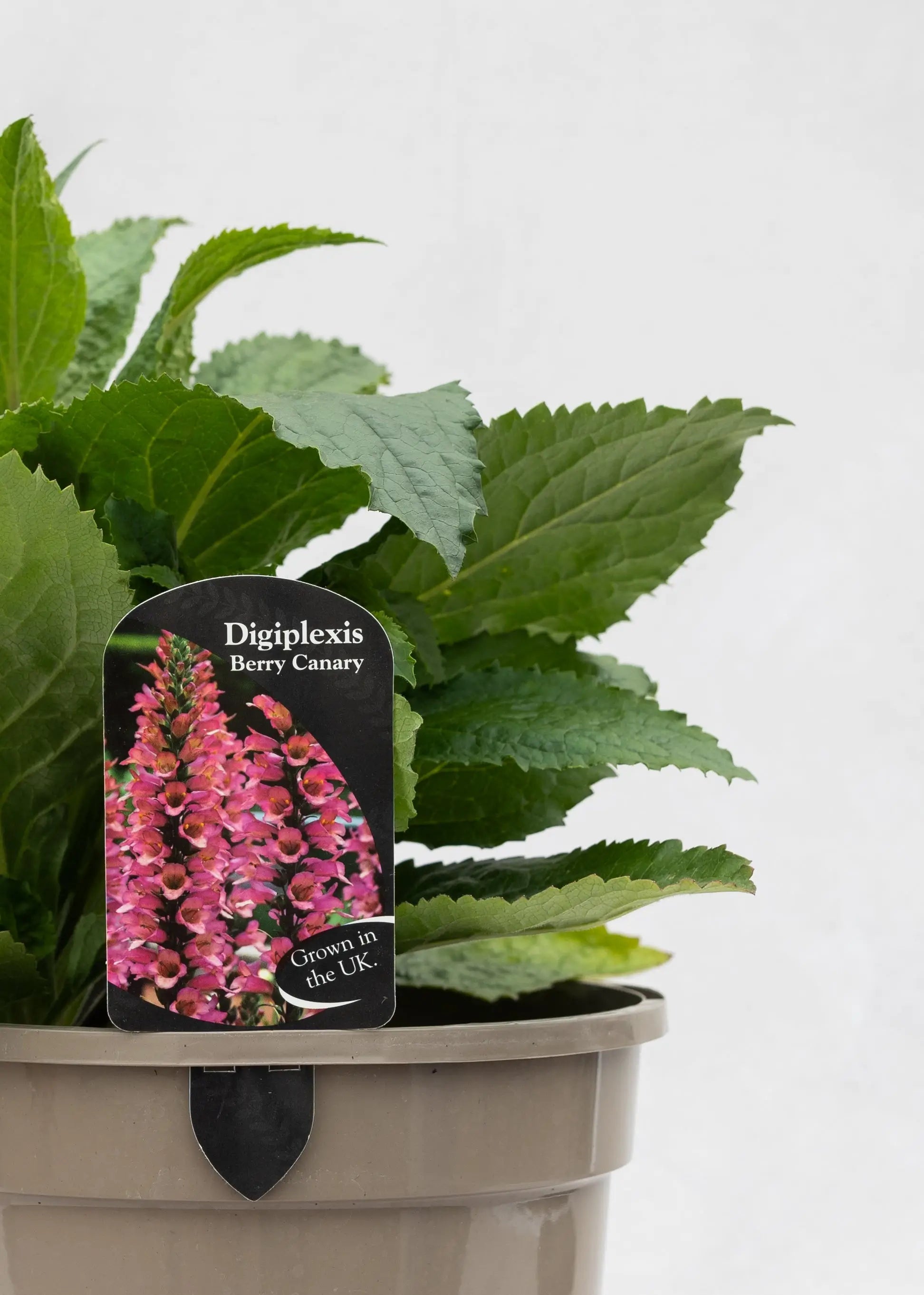 Digiplexis 'Berry Canary'