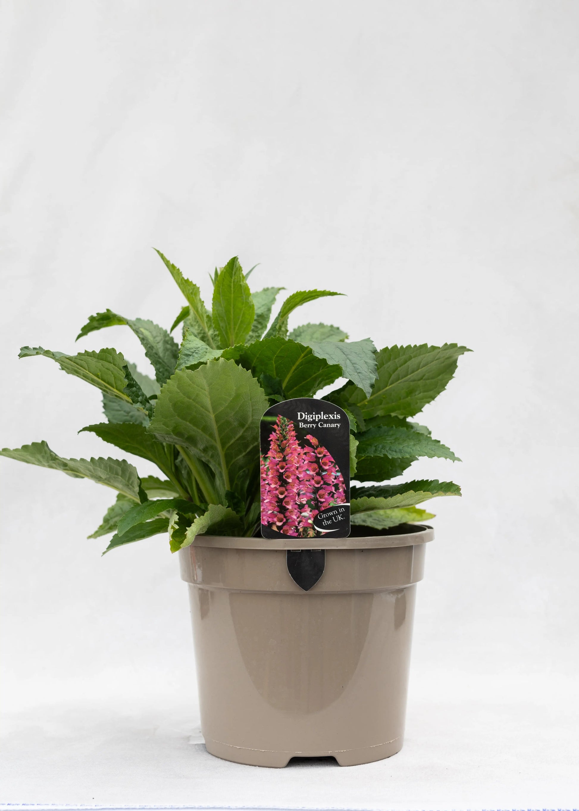 Digiplexis 'Berry Canary'