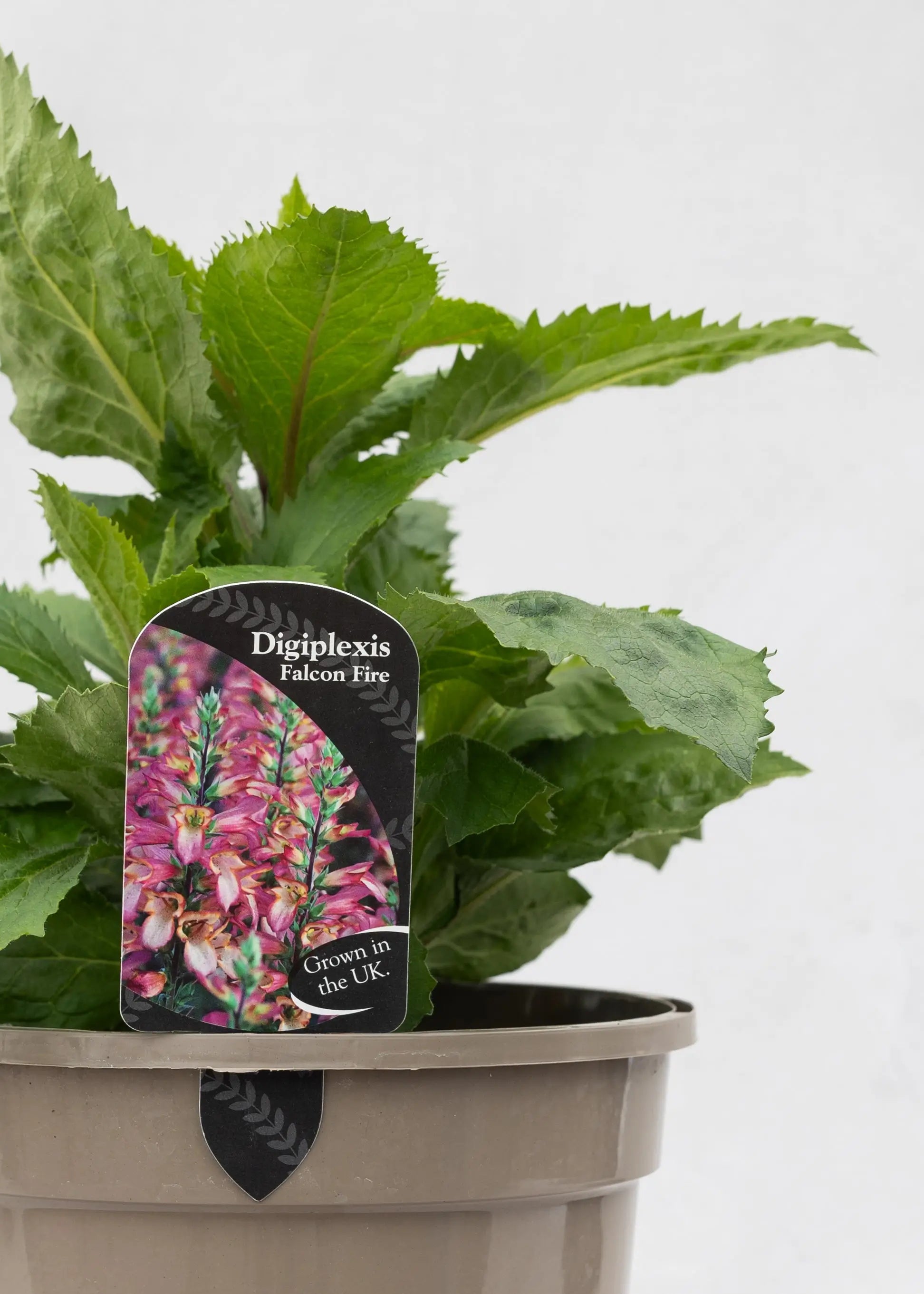 Digiplexis 'Falcon Fire'