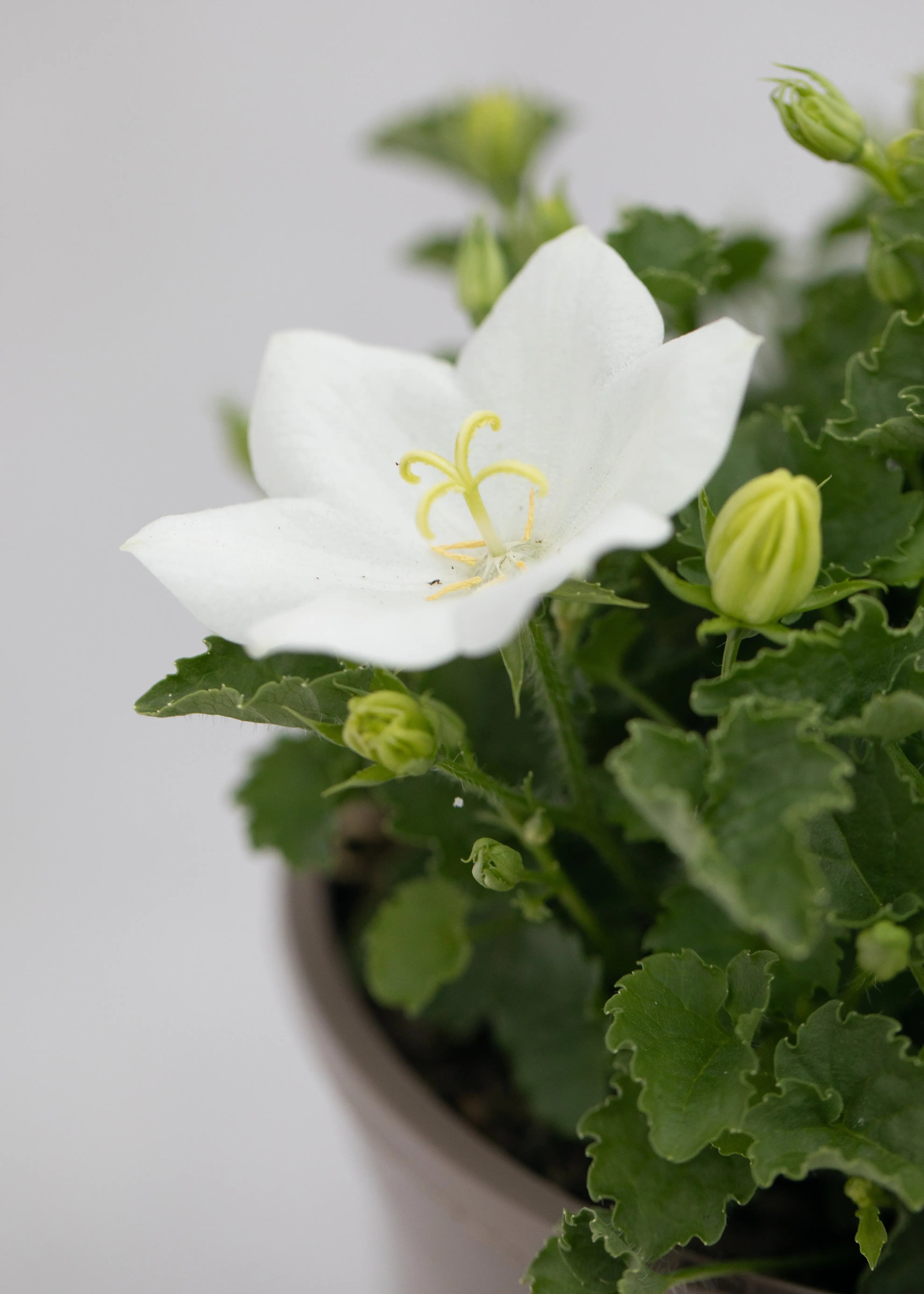 Campanula carpatica 'Pristar White'