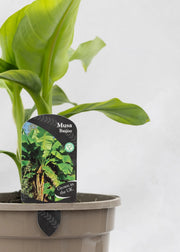 Musa 'Basjoo'