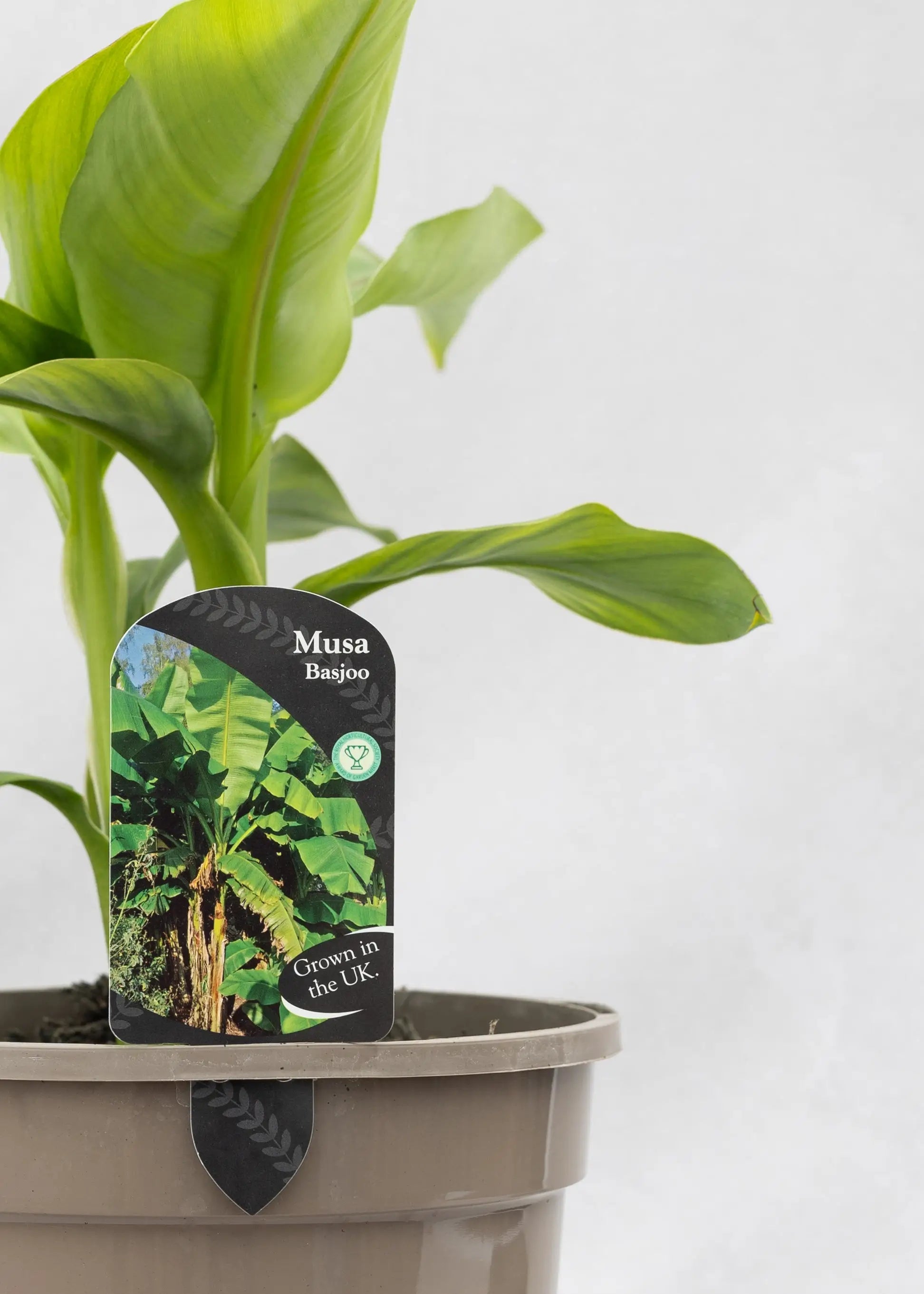 Musa 'Basjoo'