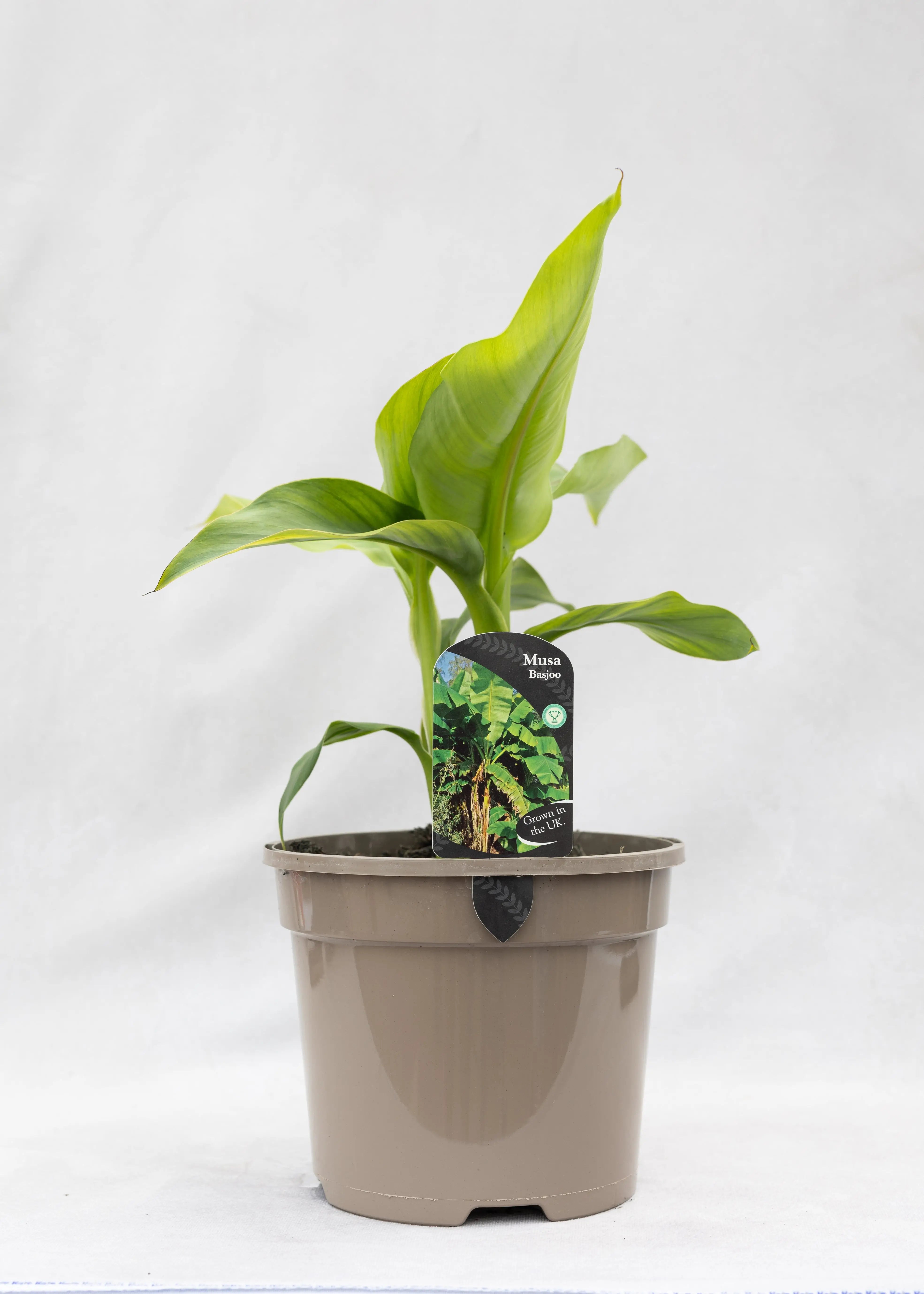 Musa 'Basjoo'