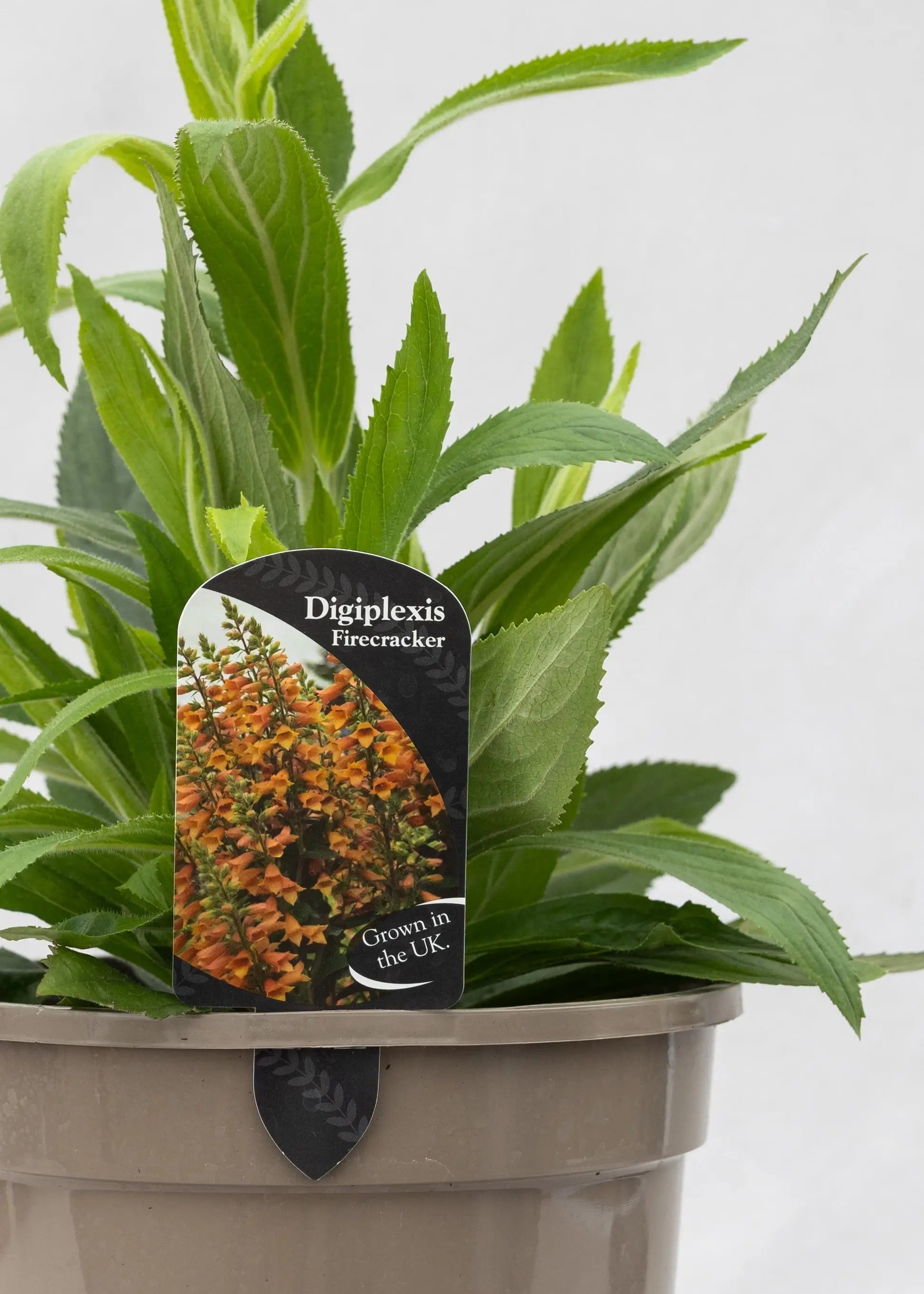 Digiplexis 'Firecracker'