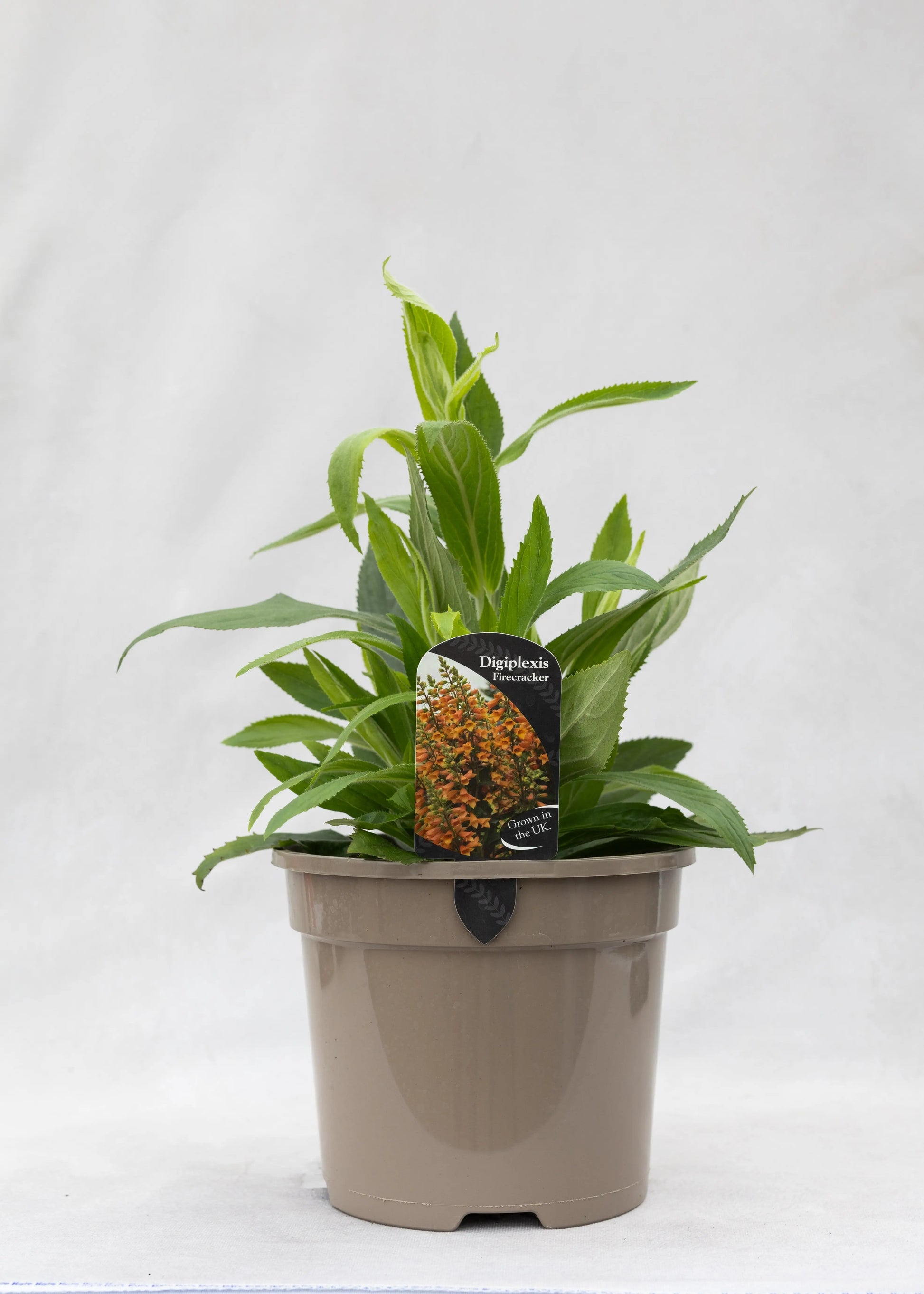 Digiplexis 'Firecracker'