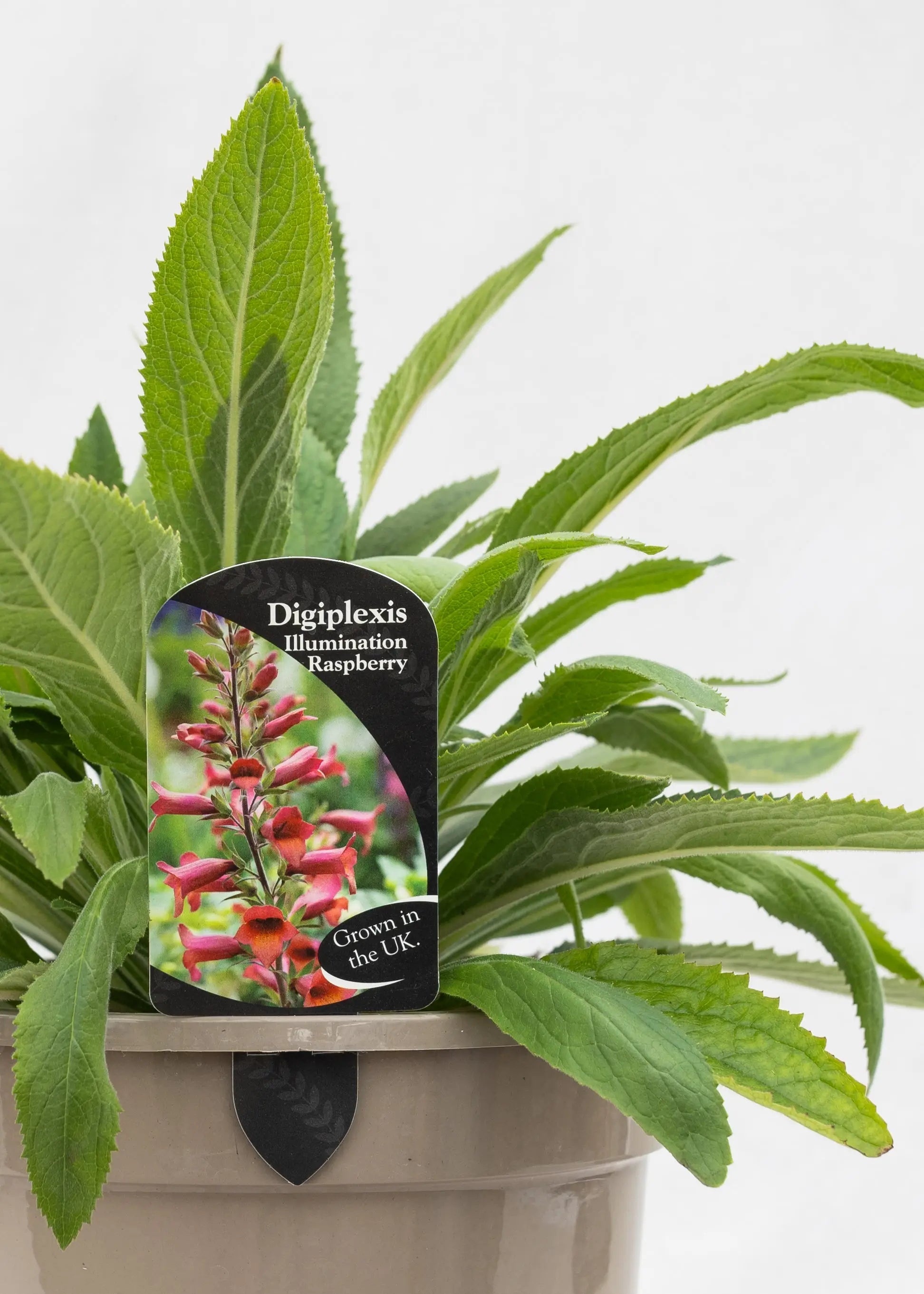 Digiplexis 'Illumination Raspberry'