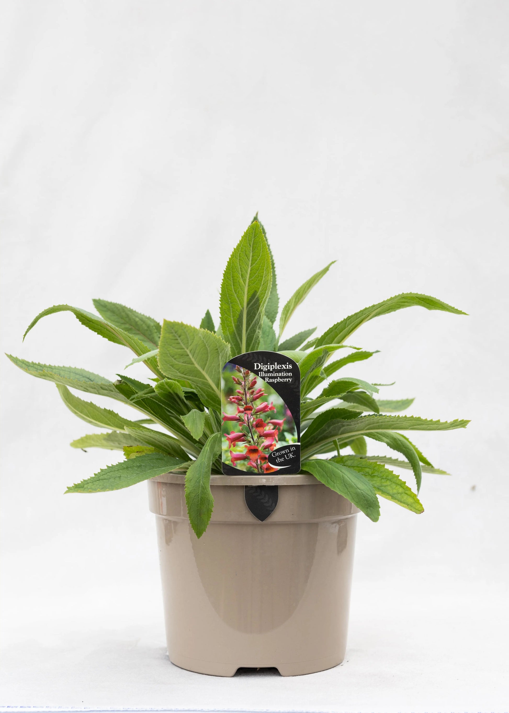 Digiplexis 'Illumination Raspberry'