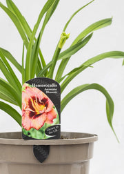 Hemerocallis 'Awesome Blossom'