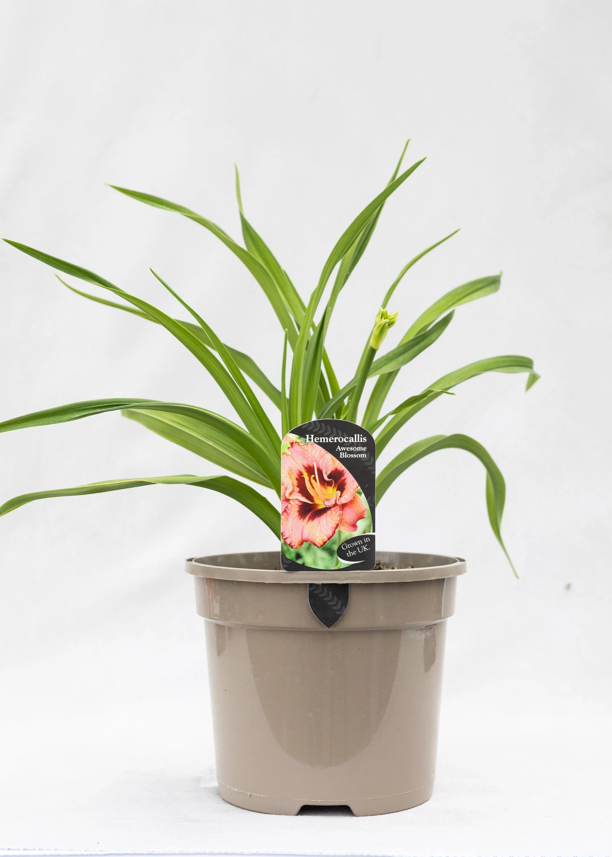 Hemerocallis 'Awesome Blossom'