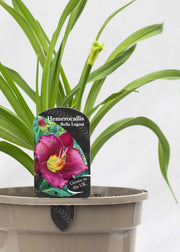 Hemerocallis 'Bella Lugosi'