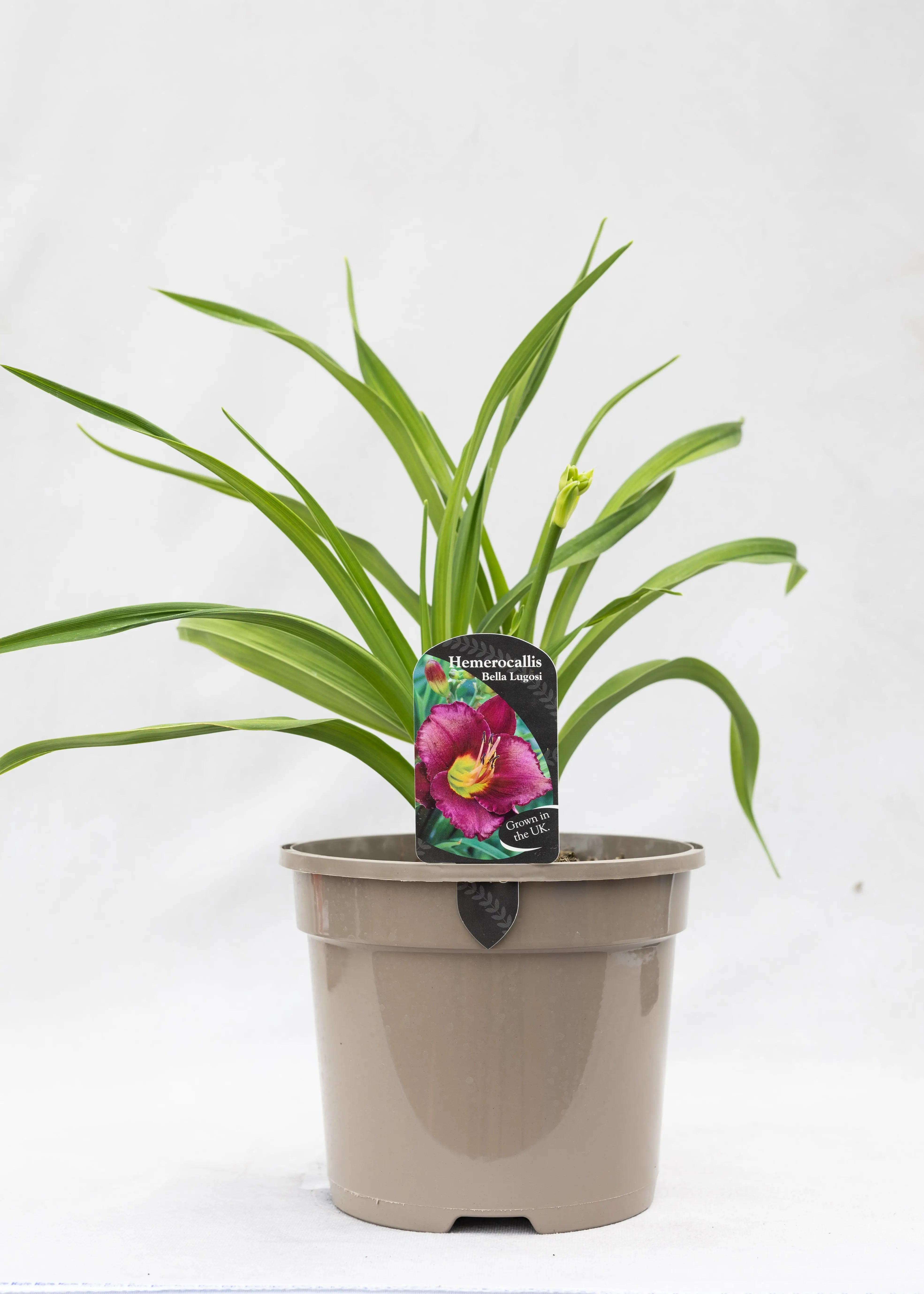Hemerocallis 'Bella Lugosi'
