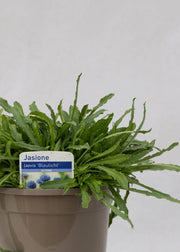 Jasione laevis 'Blue Light'