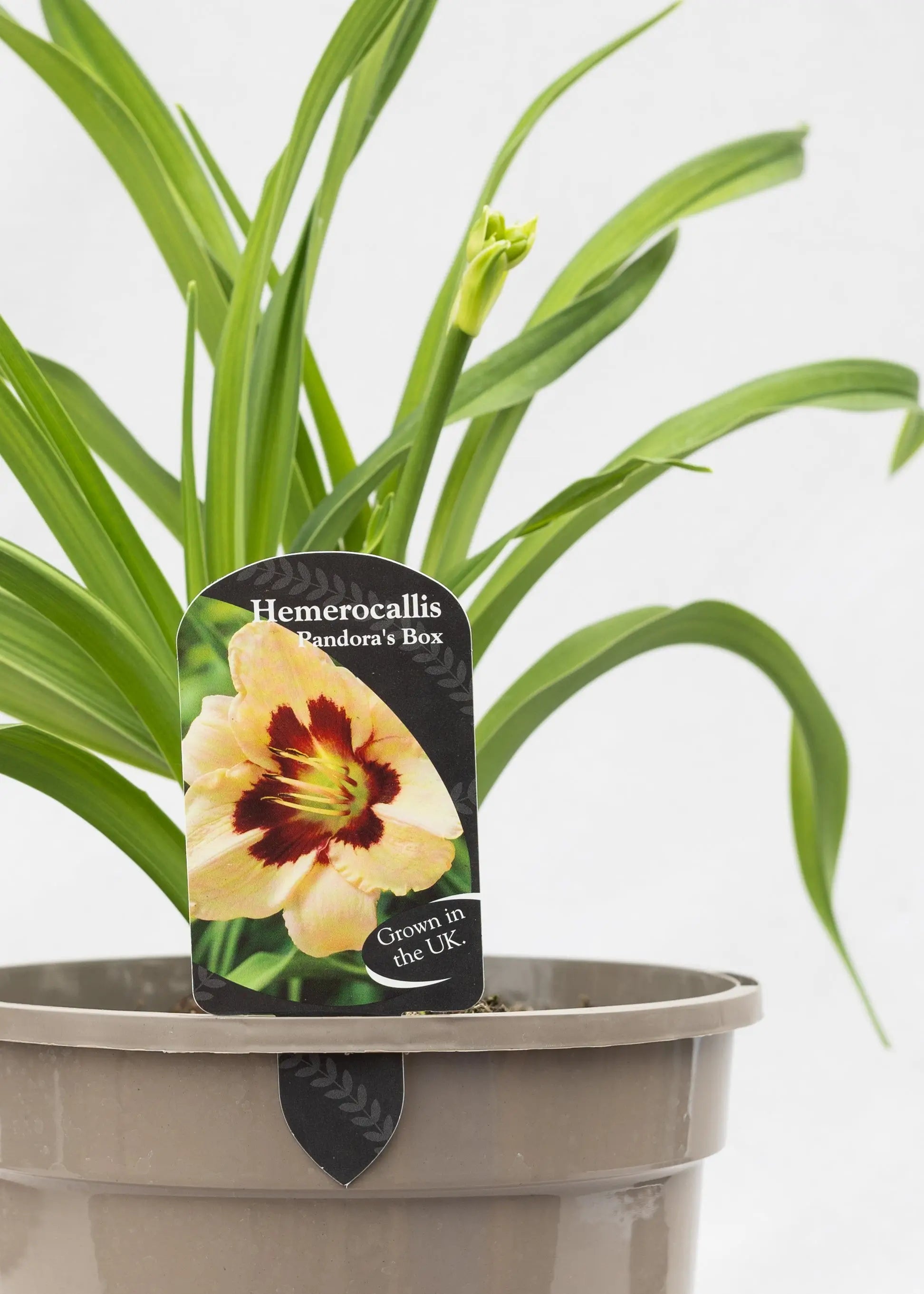 Hemerocallis 'Pandora's Box'