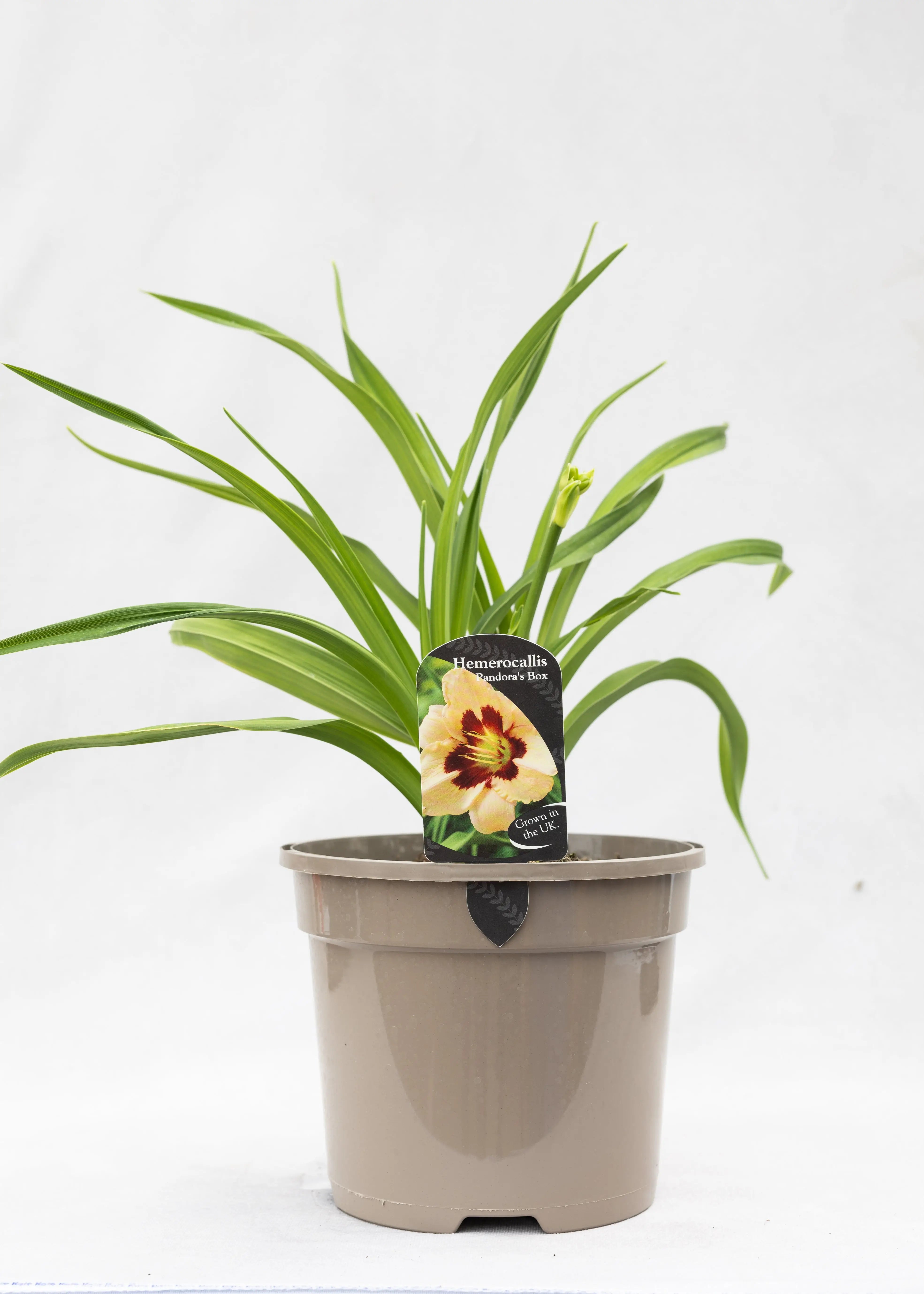 Hemerocallis 'Pandora's Box'