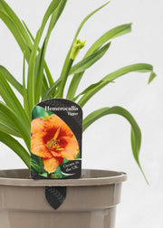 Hemerocallis 'Tigger'
