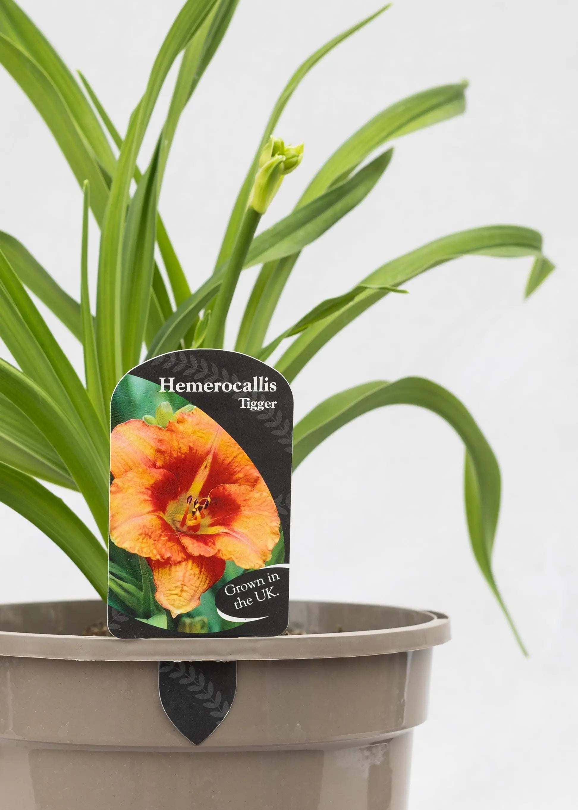 Hemerocallis 'Tigger'