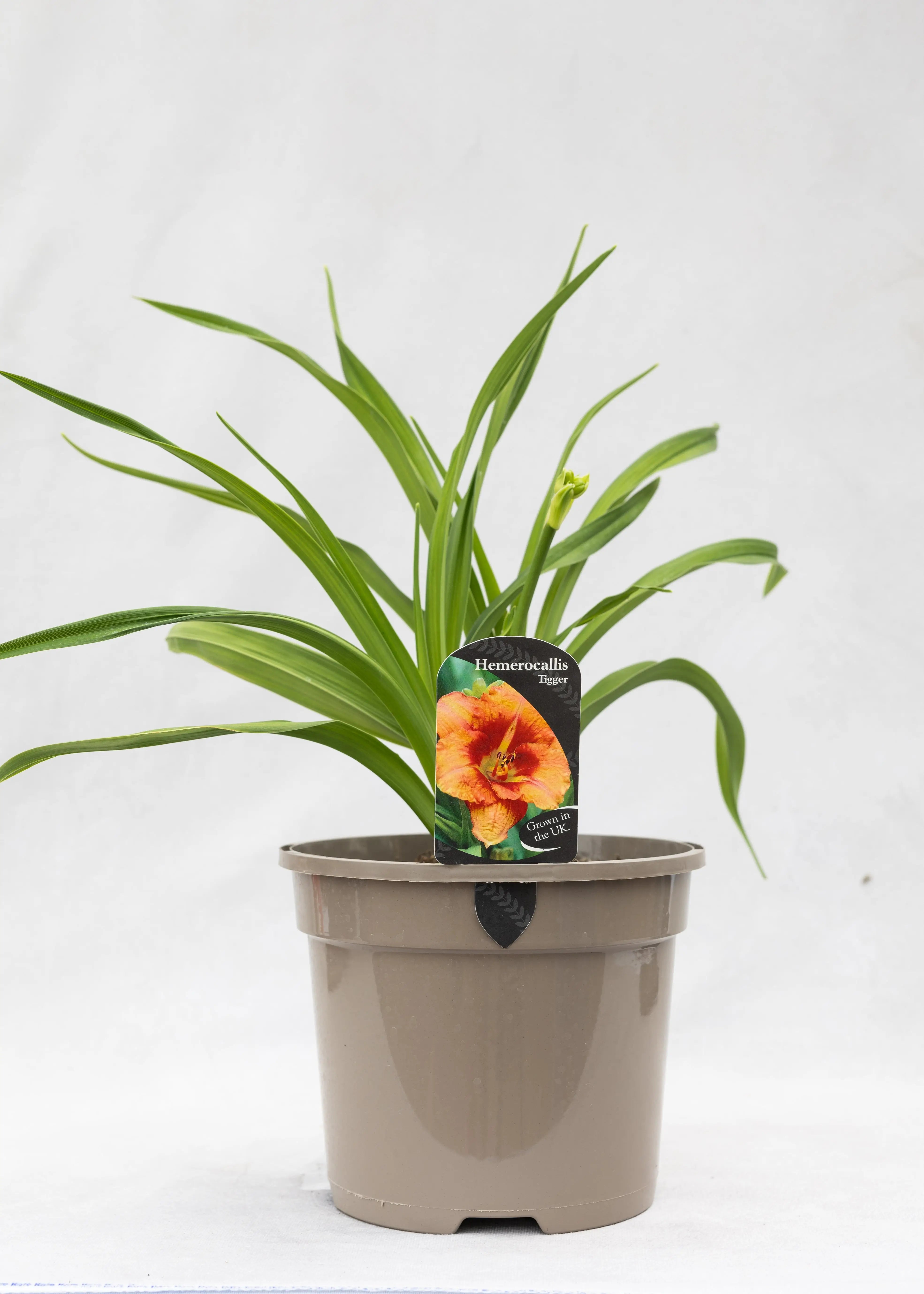 Hemerocallis 'Tigger'