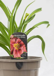 Hemerocallis 'Rosy Returns'