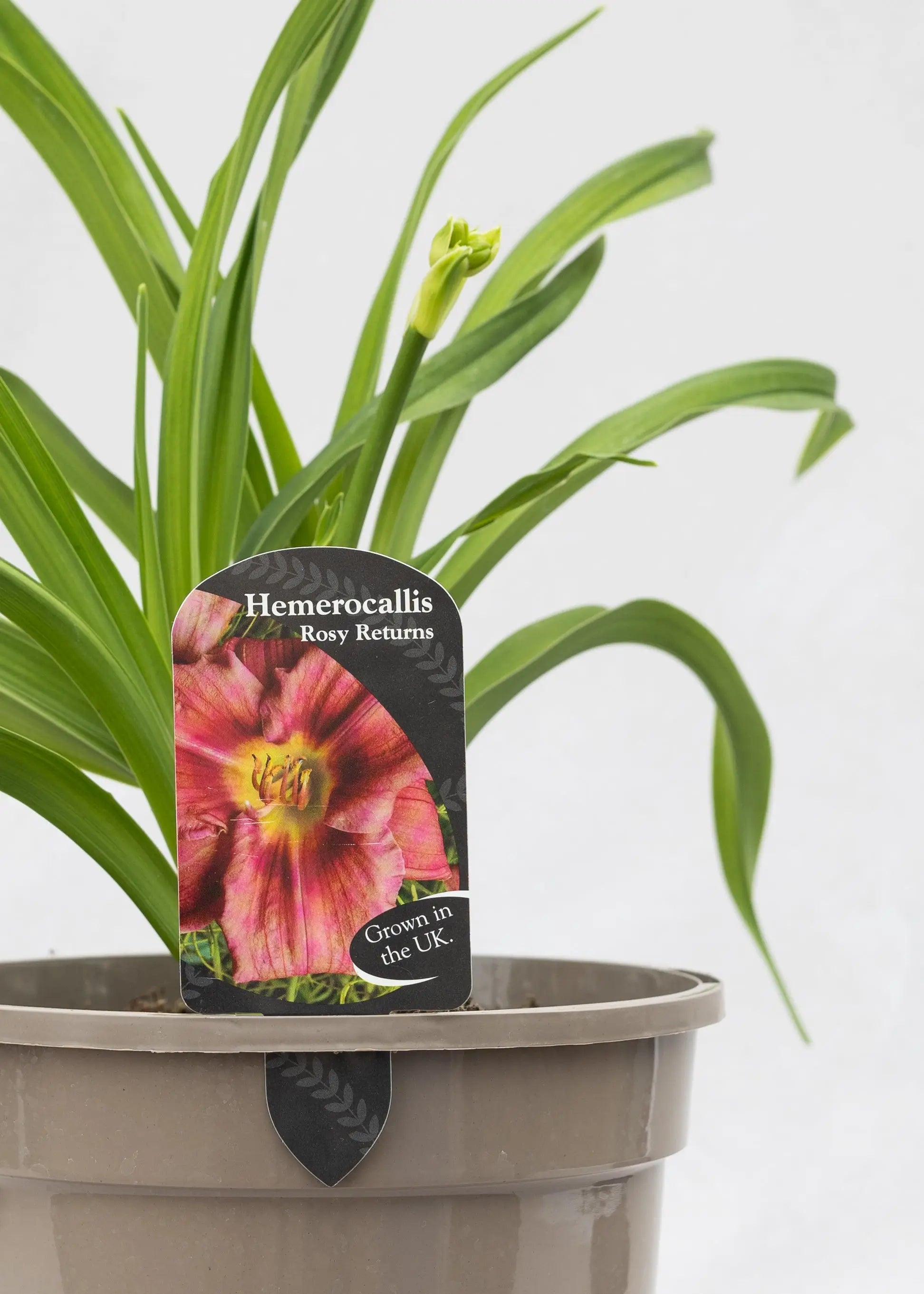 Hemerocallis 'Rosy Returns'